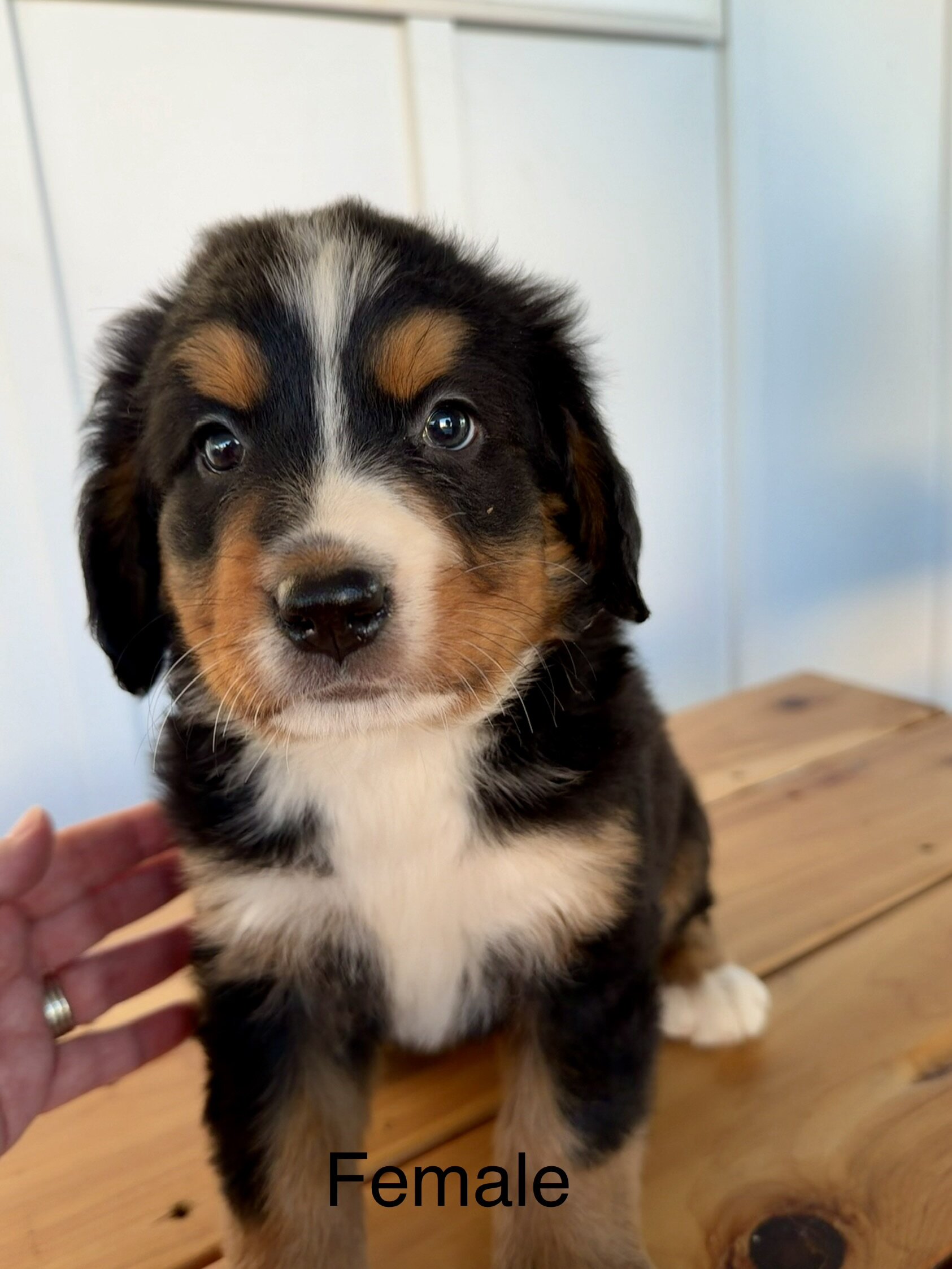 Bernese Mountain Dog Puppies image 6