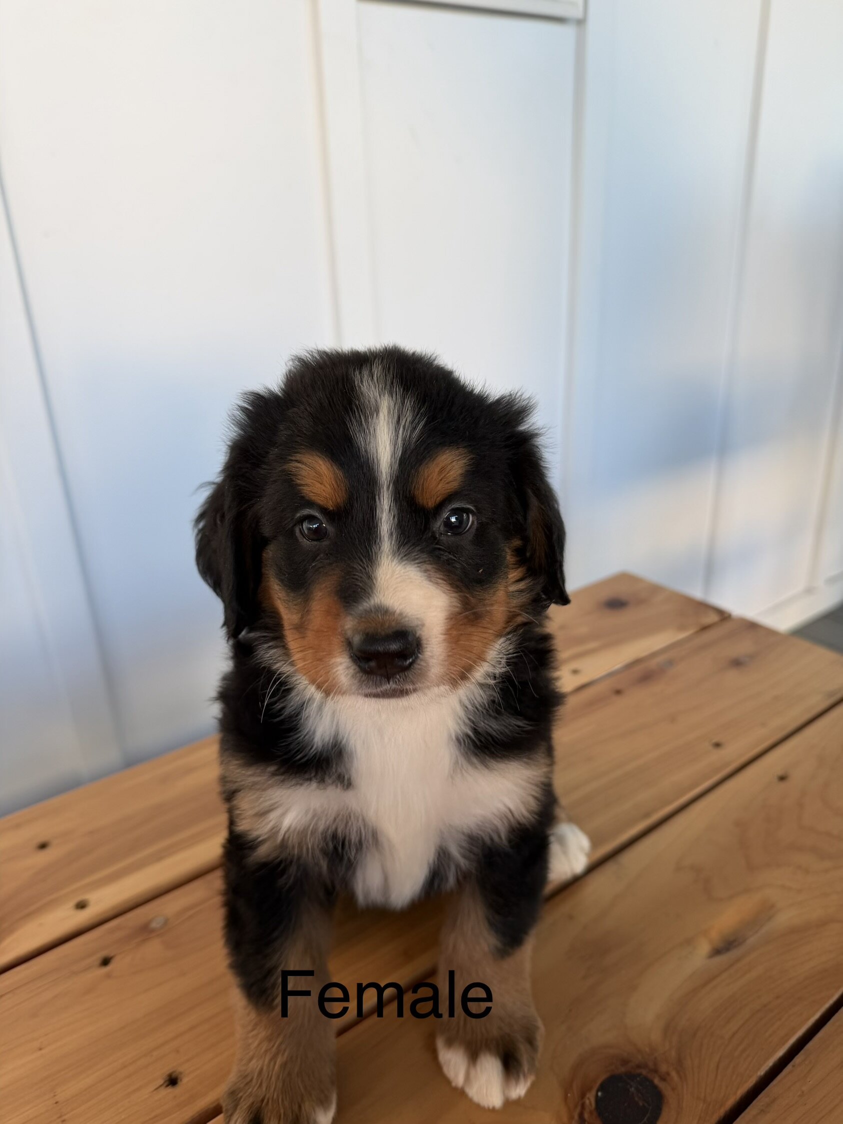 Bernese Mountain Dog Puppies image 5