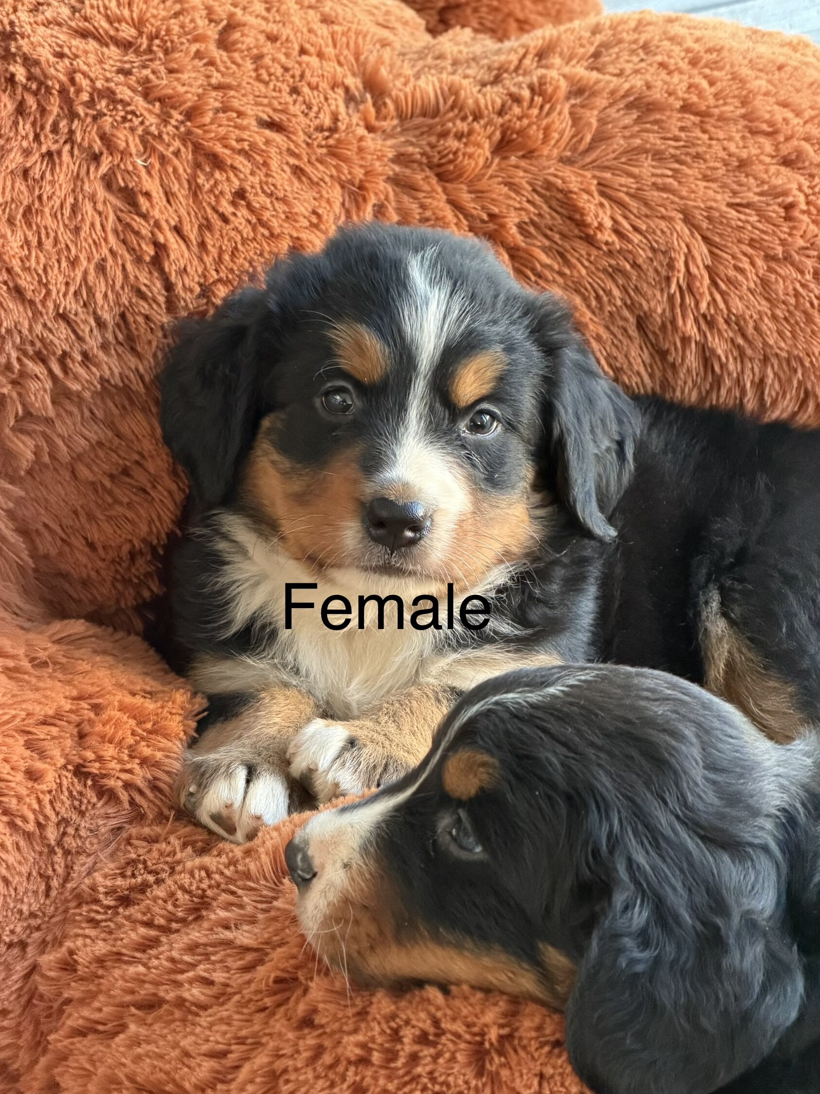 Bernese Mountain Dog Puppies image 7