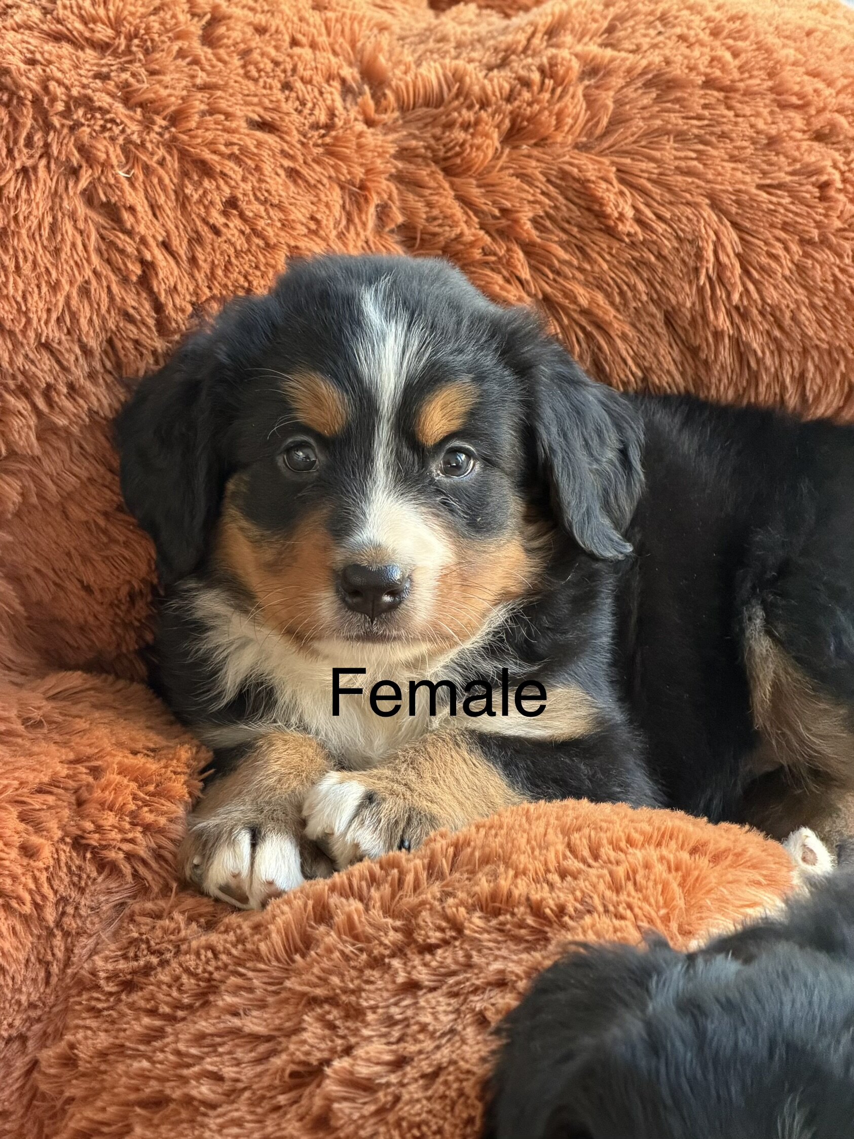 Bernese Mountain Dog Puppies image 8