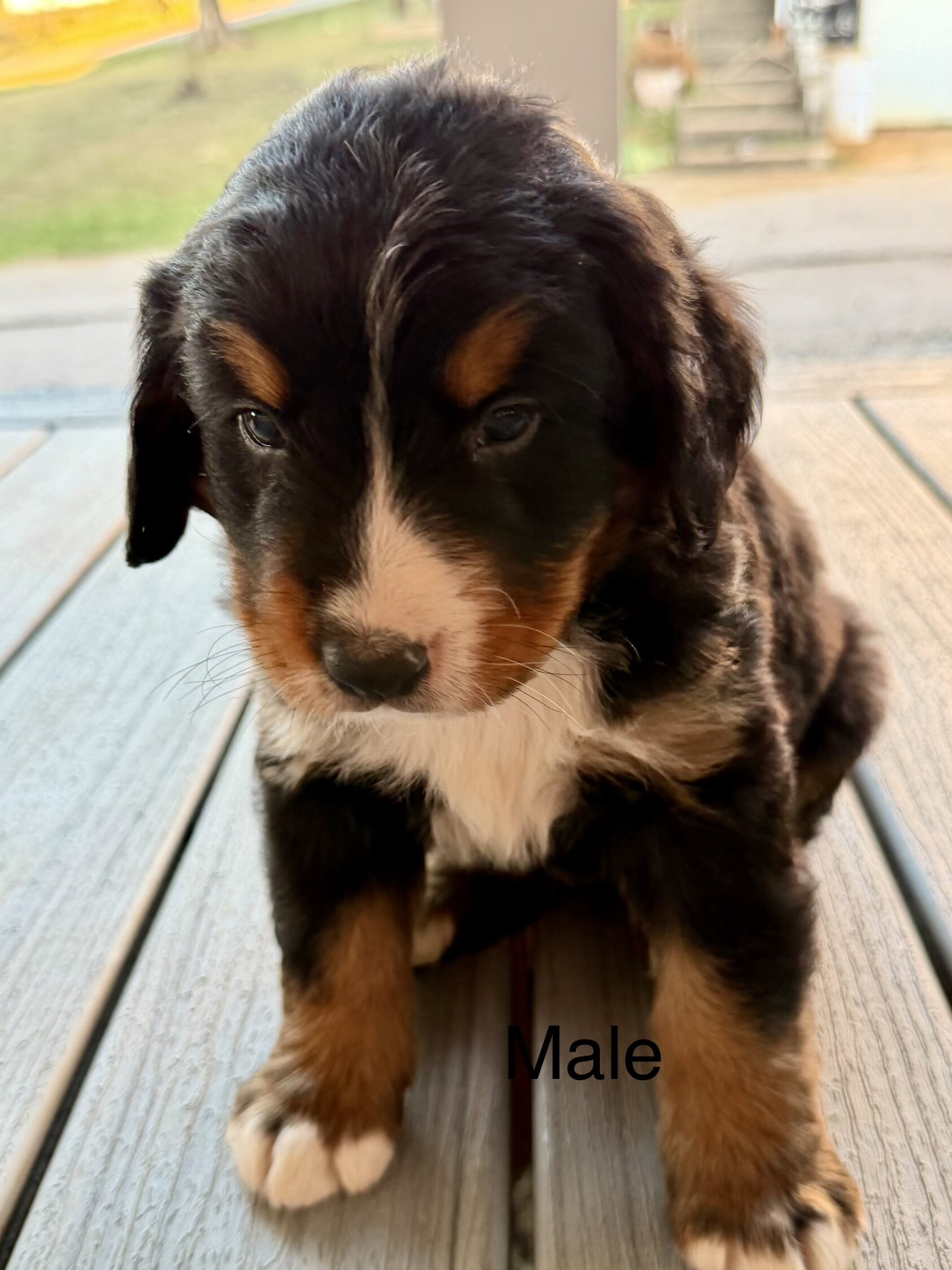 Bernese Mountain Dog Puppies image 3