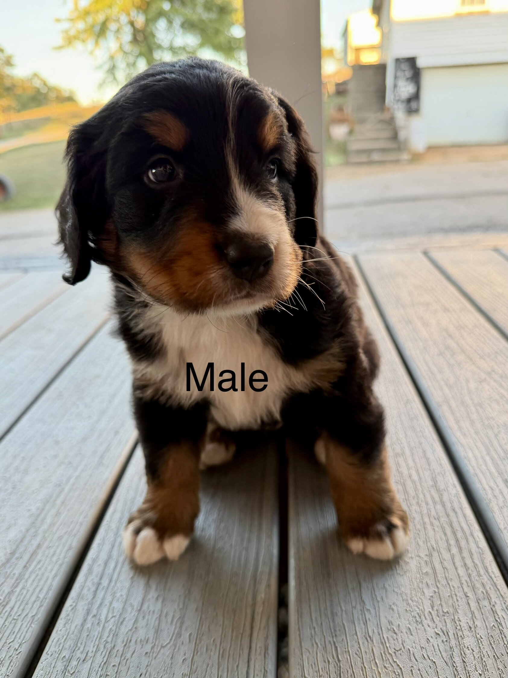 Bernese Mountain Dog Puppies image 4