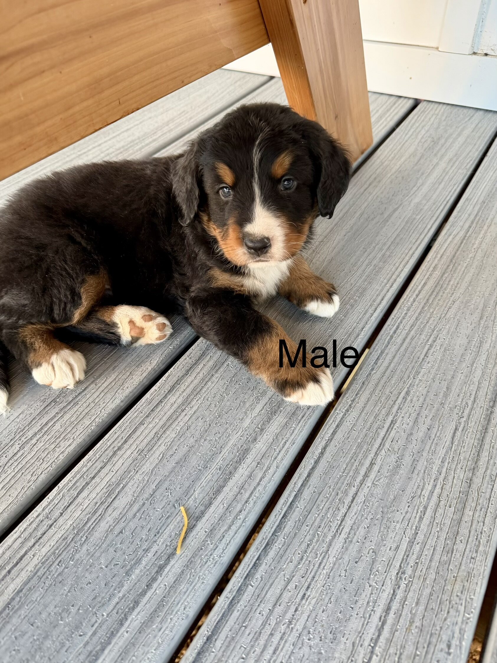 Bernese Mountain Dog Puppies image 2