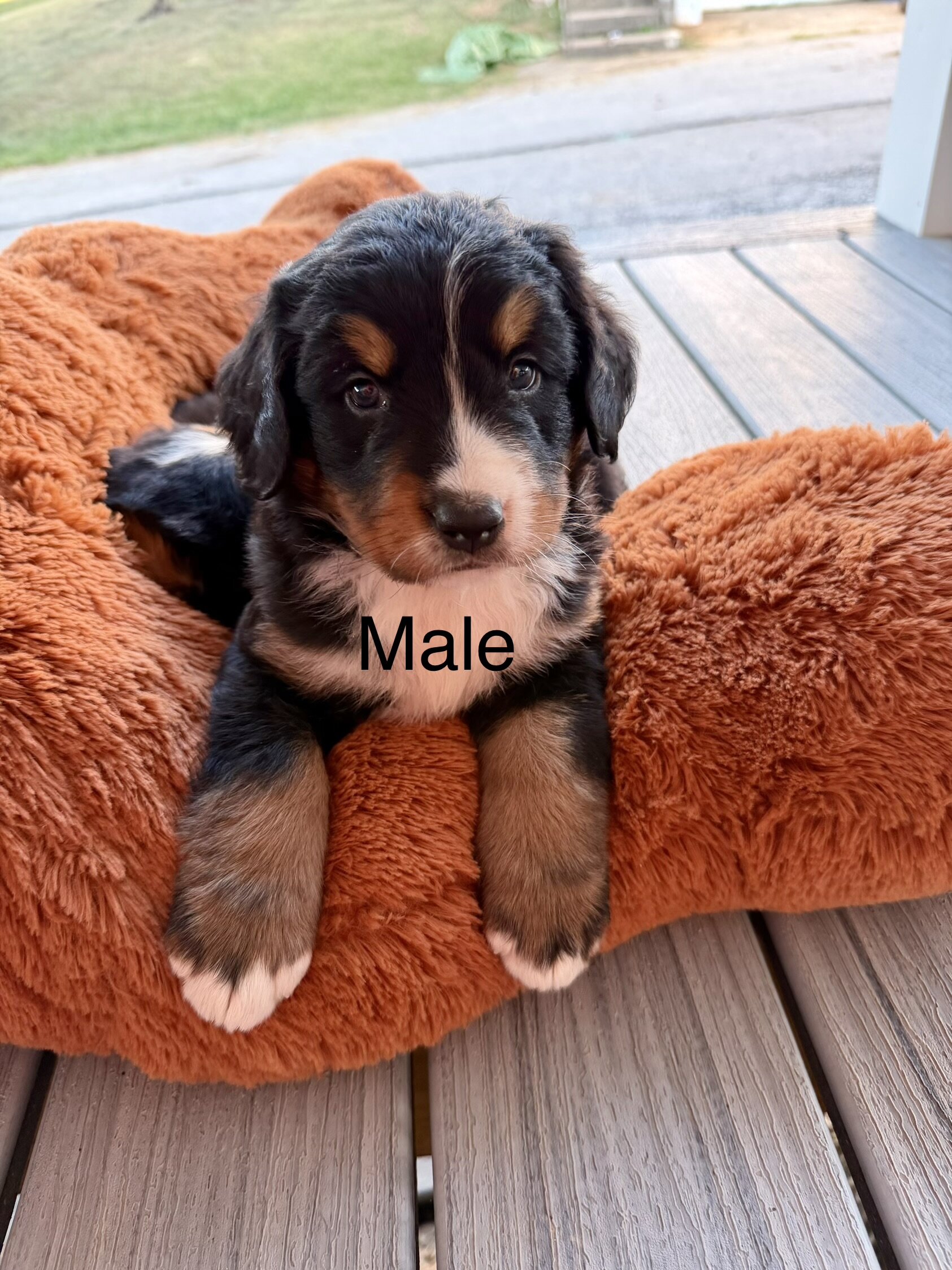 Bernese Mountain Dog Puppies image 1