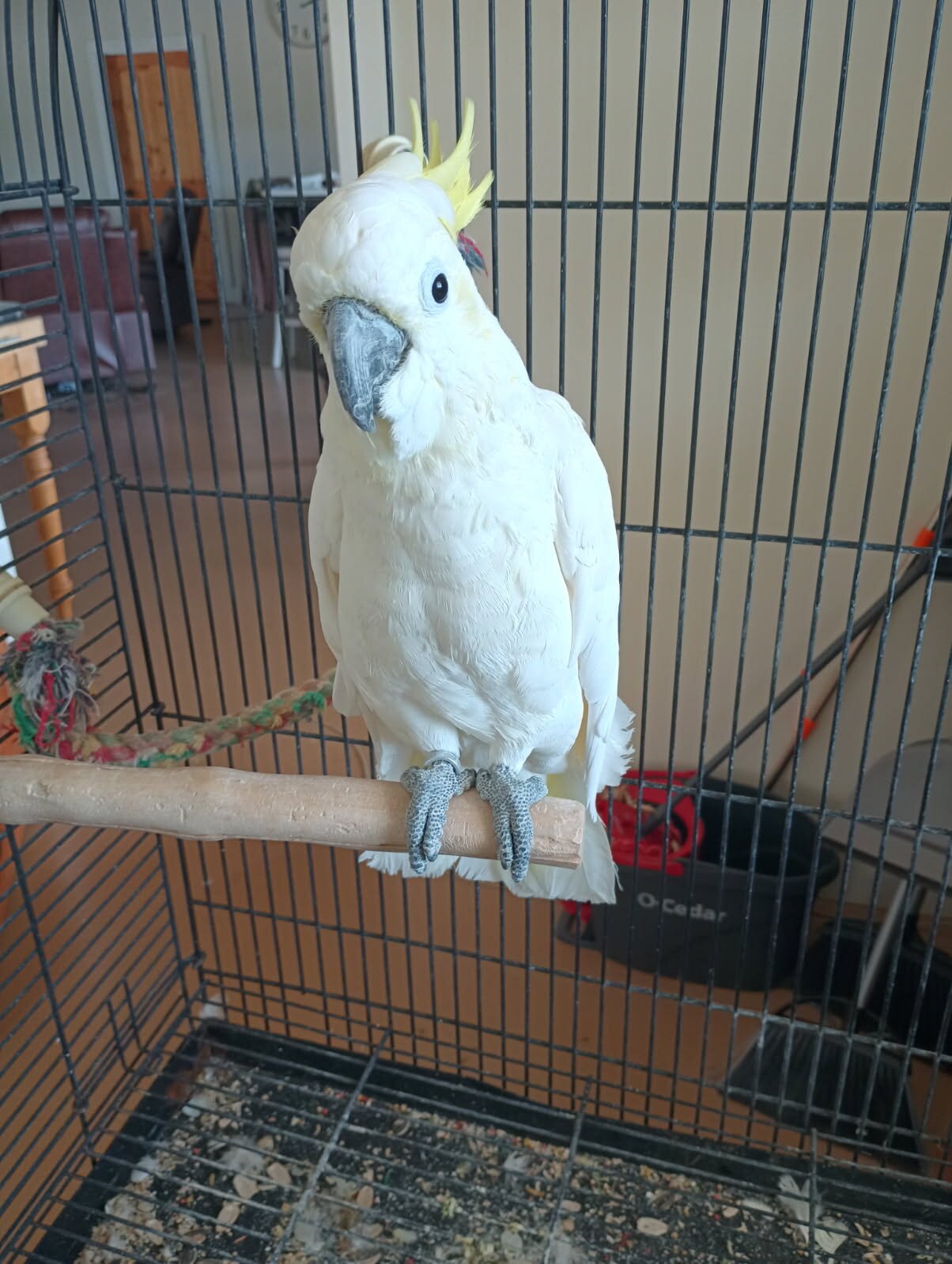 Yellow Crested Cockatoo image 2