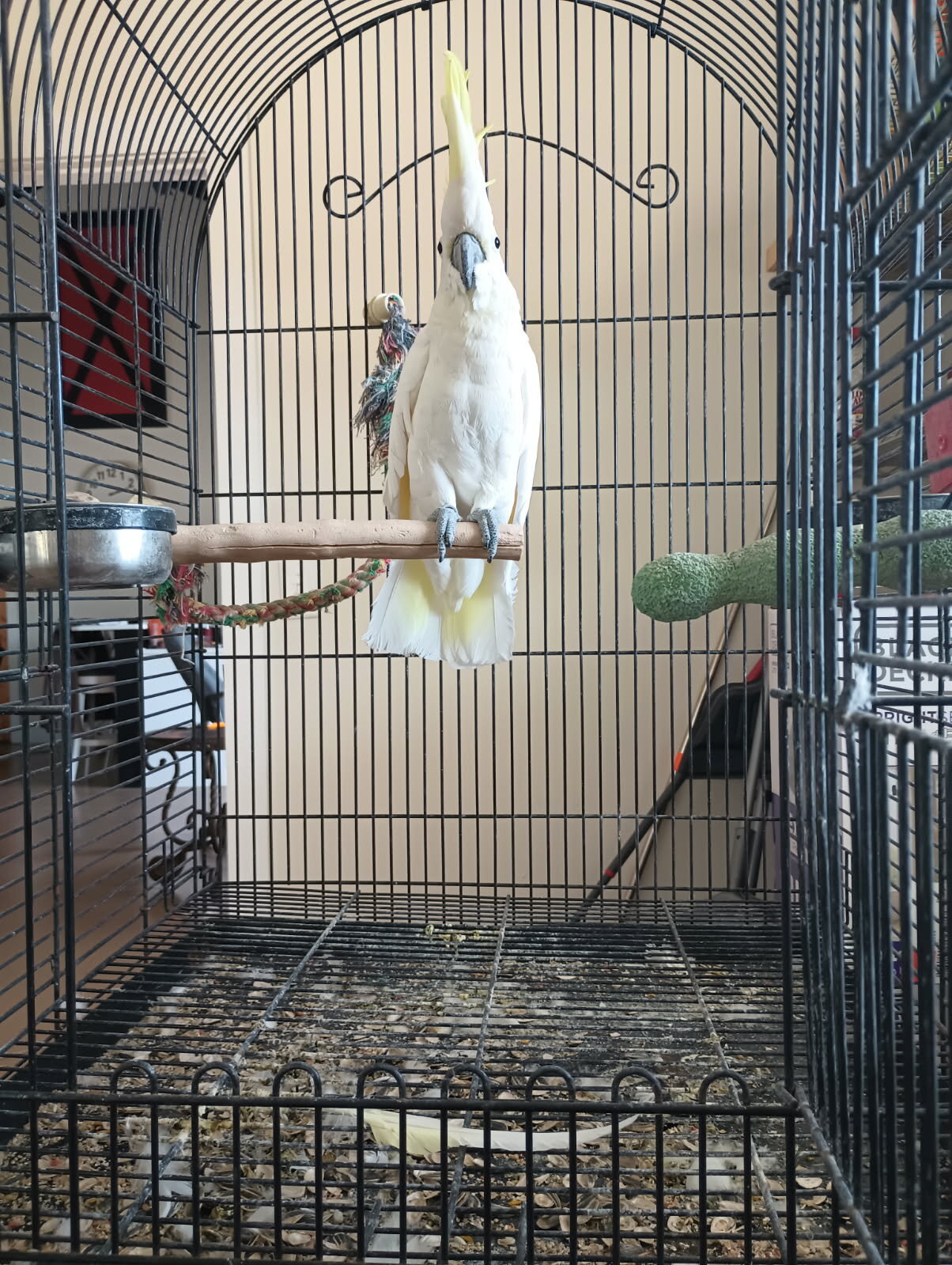 Yellow Crested Cockatoo image 1