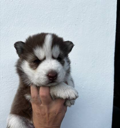 Siberian husky puppy image 1