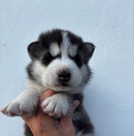 Siberian husky puppy image 2