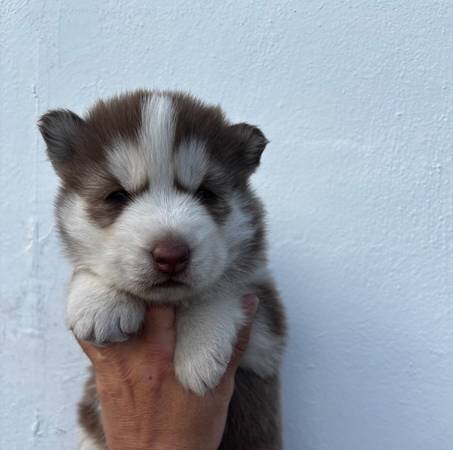 Siberian husky puppy image 3