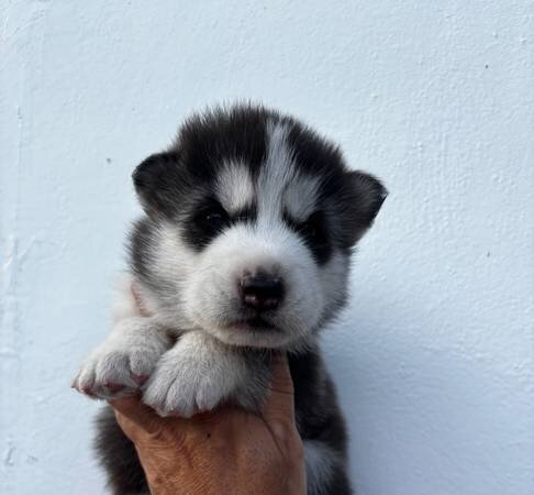 Siberian husky puppy image 4