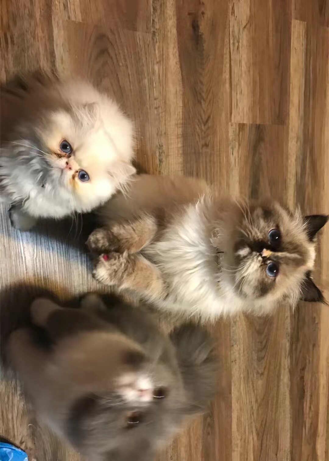 Persian cats image 1