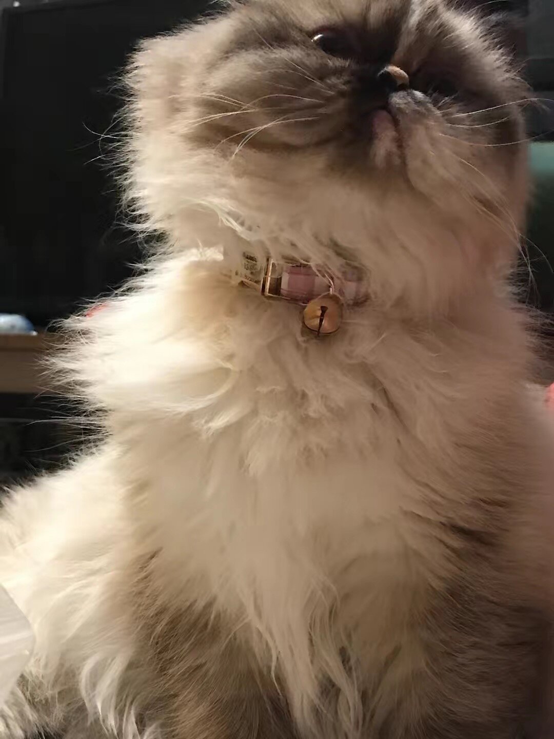 Persian cats image 2