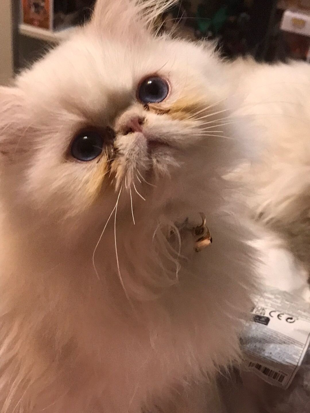 Persian cats image 3
