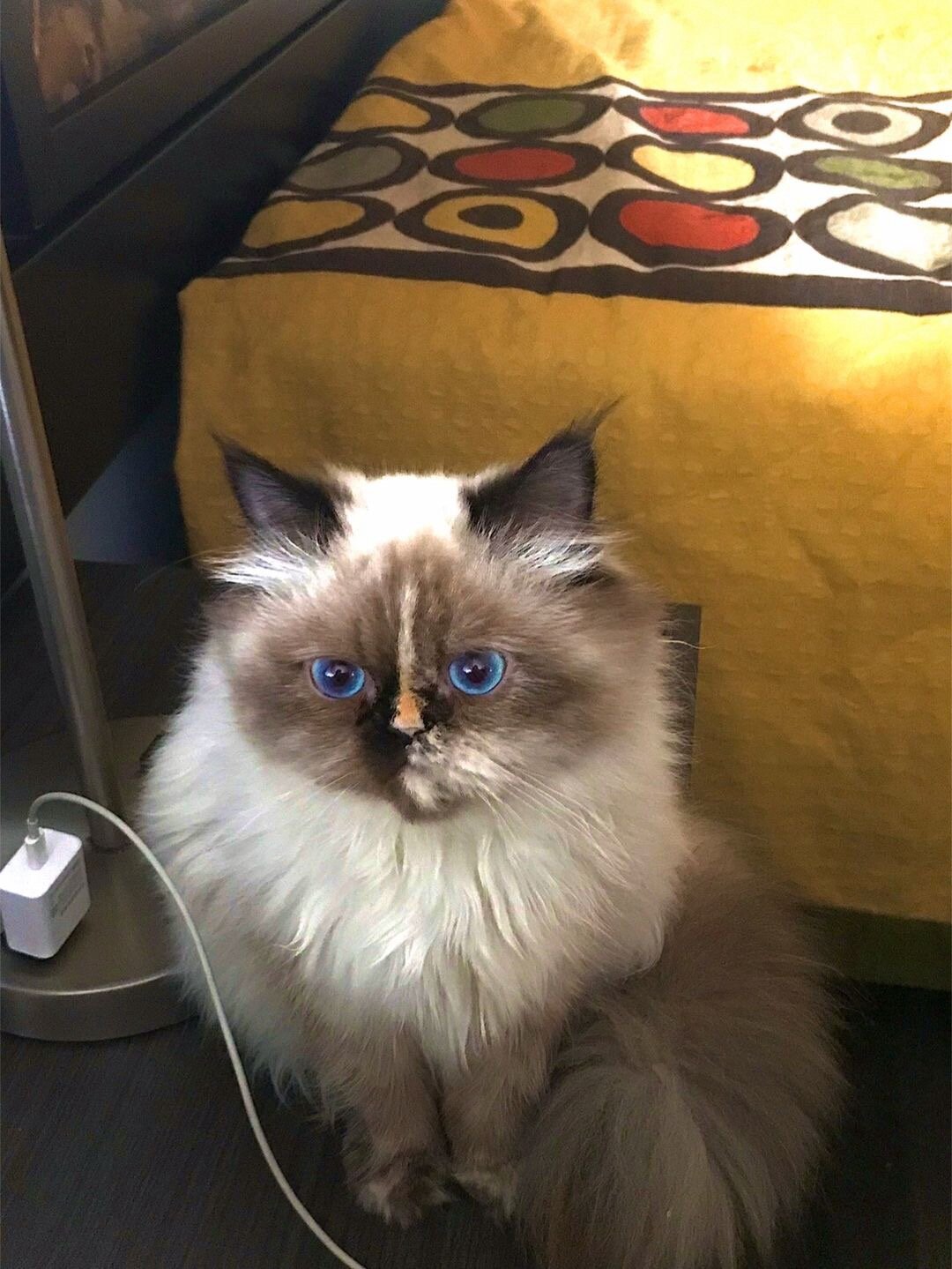 Persian cats image 5