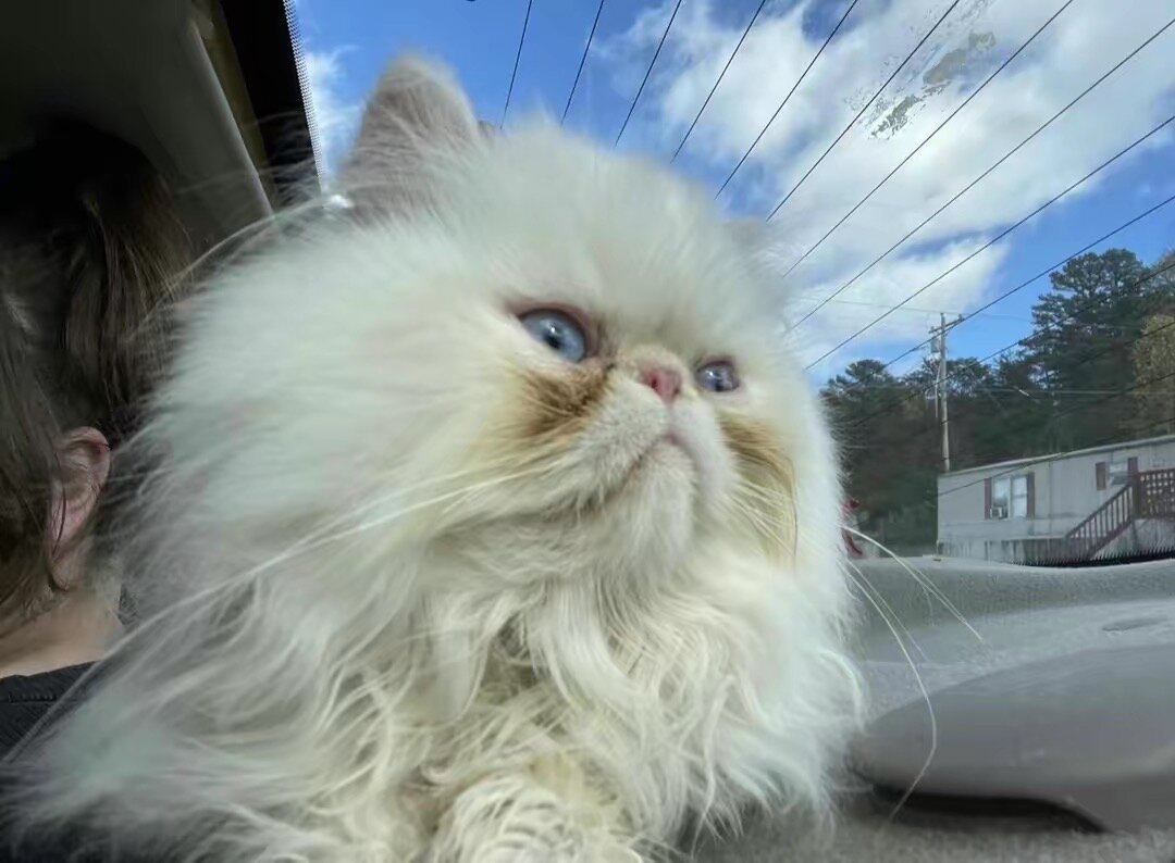 Persian cats image 4