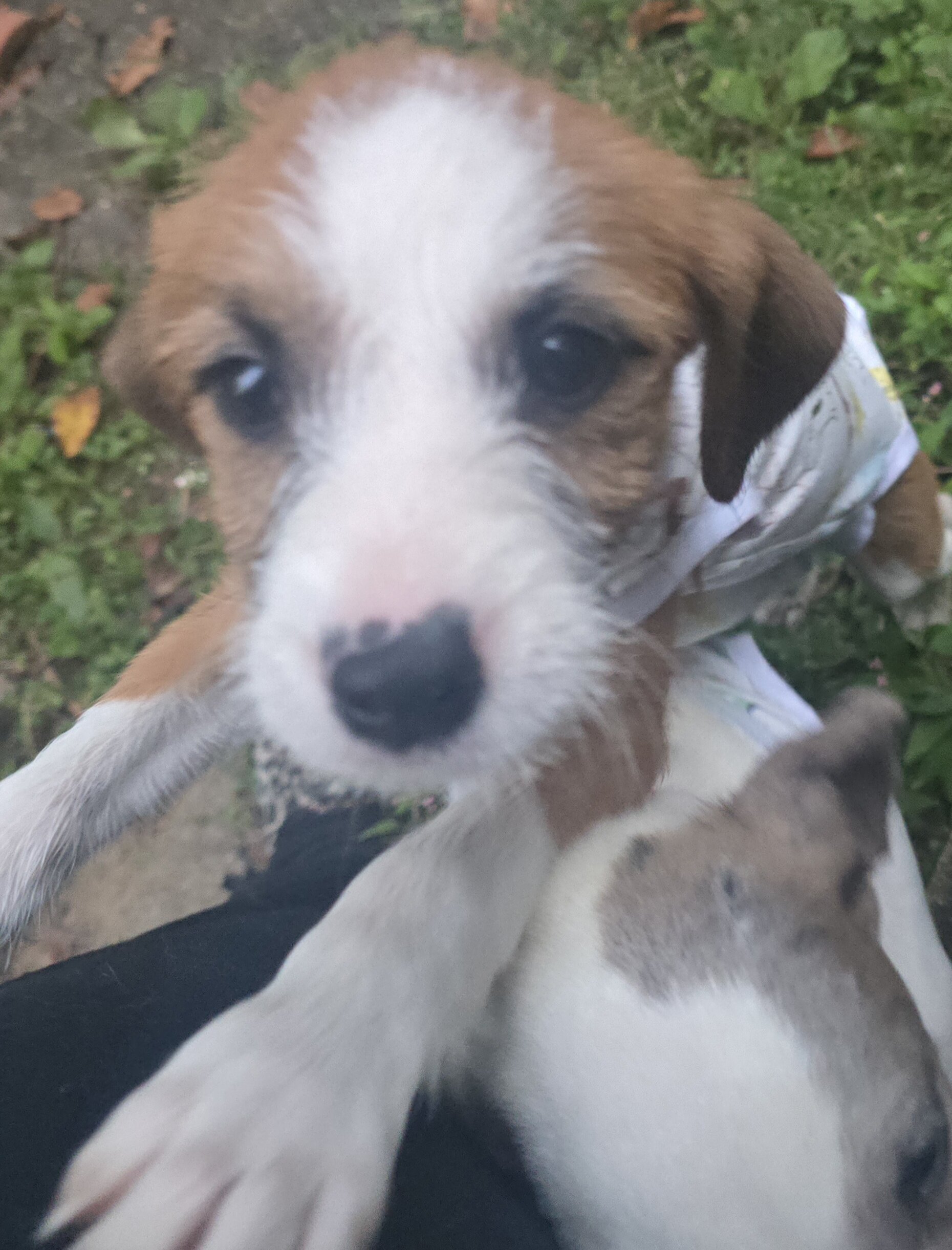 Border collie/jack russel image 3