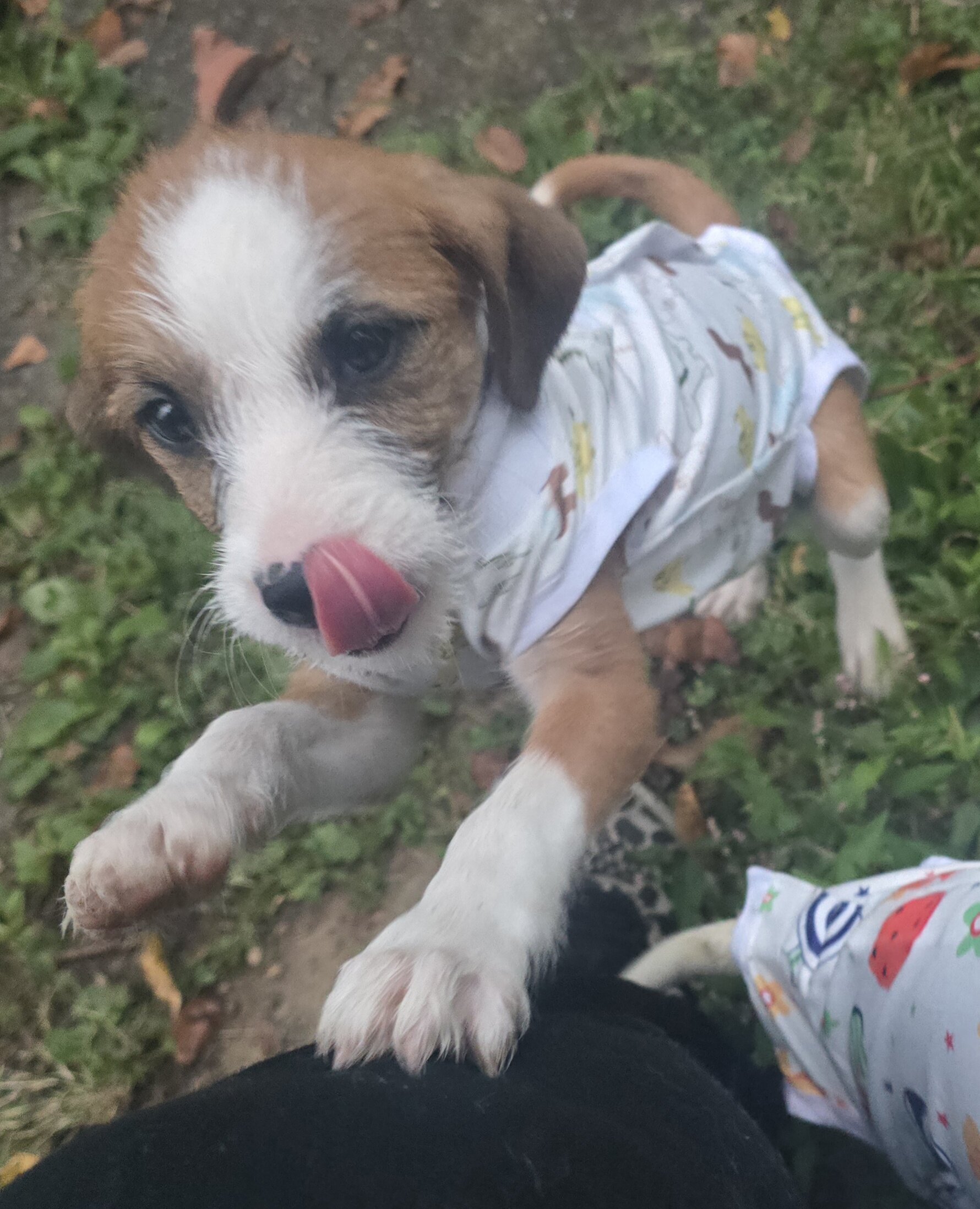 Border collie/jack russel image 1