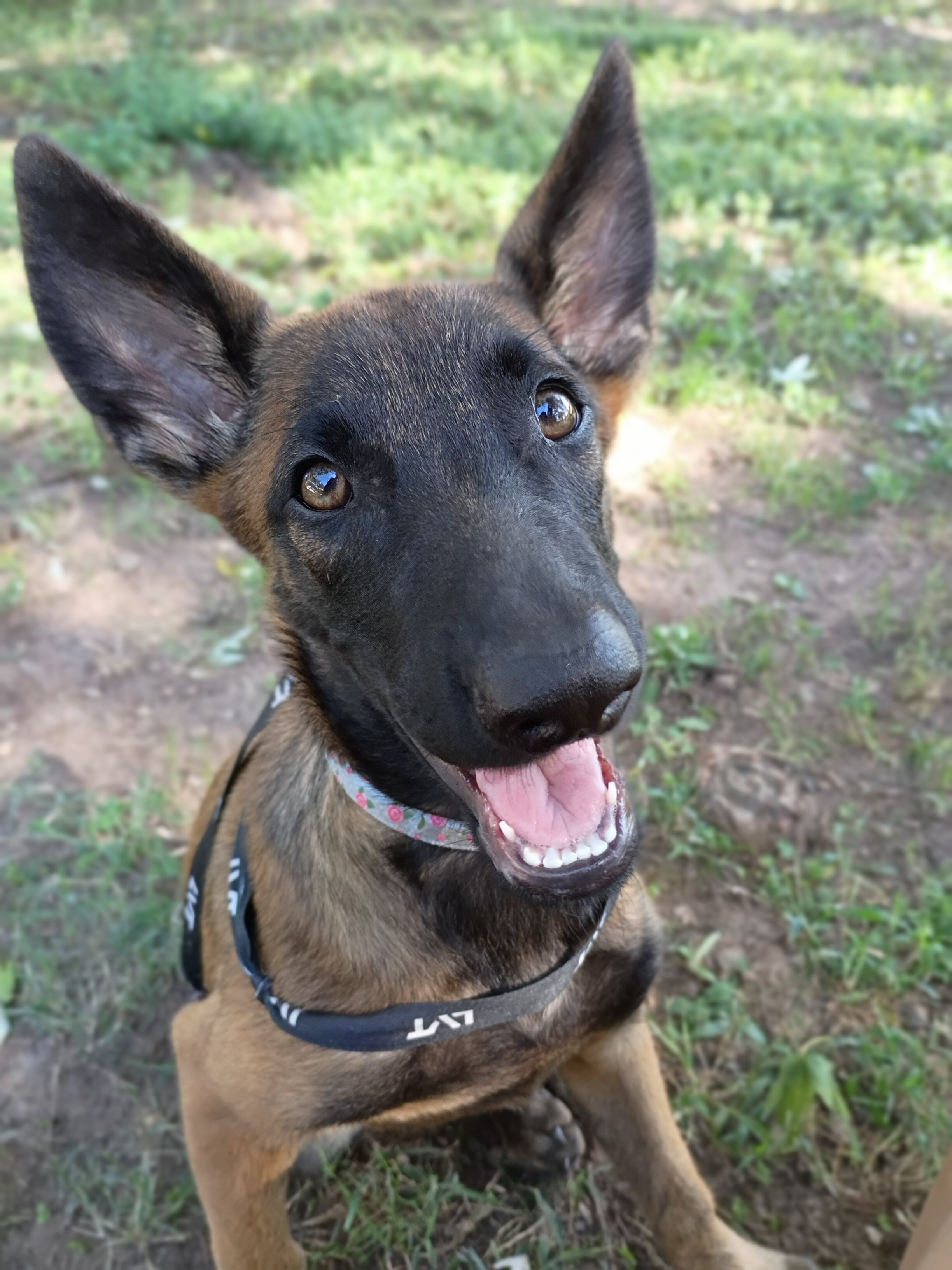 Trade Belgian Malinois puppy image 2