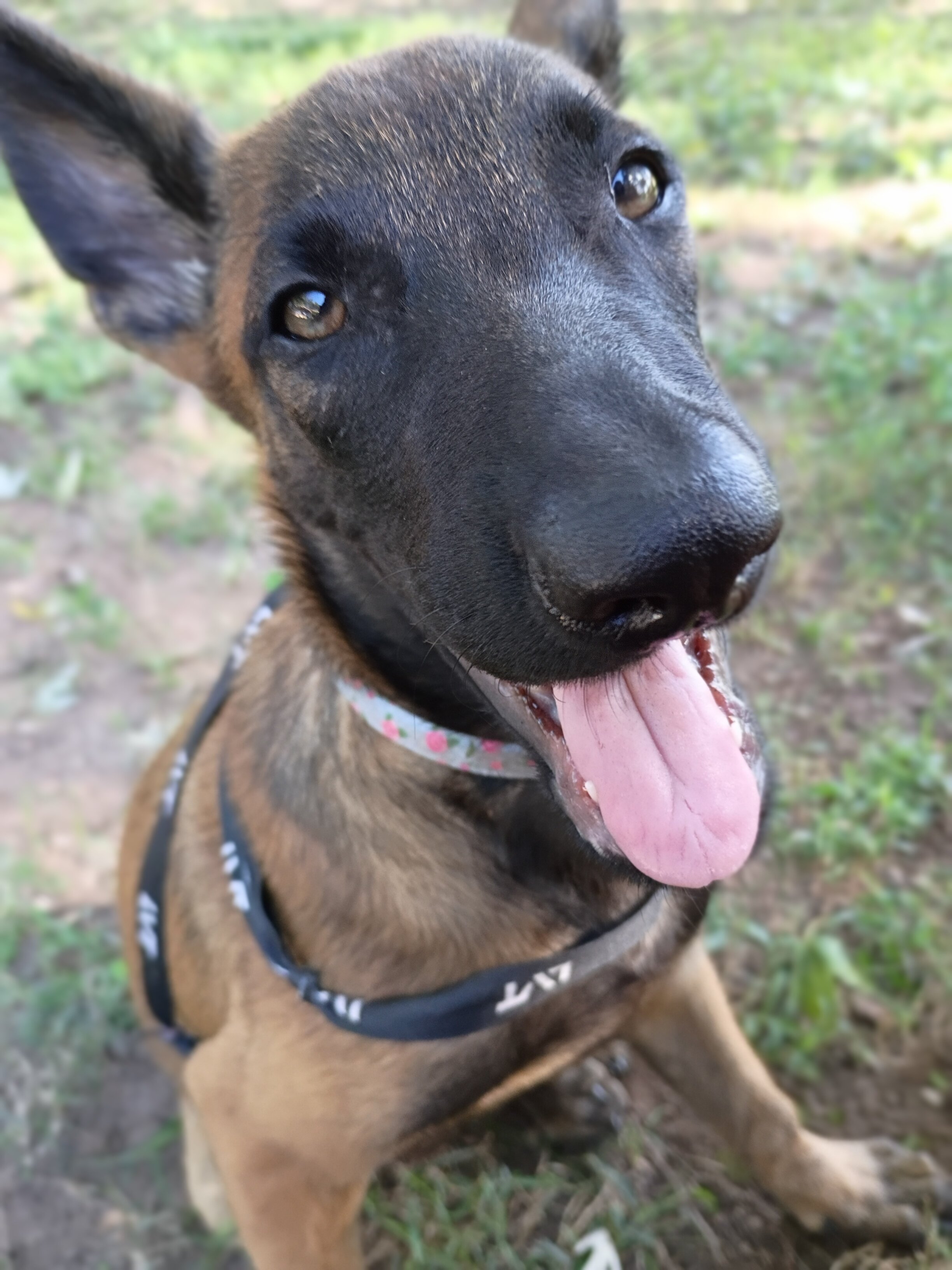 Trade Belgian Malinois puppy image 4