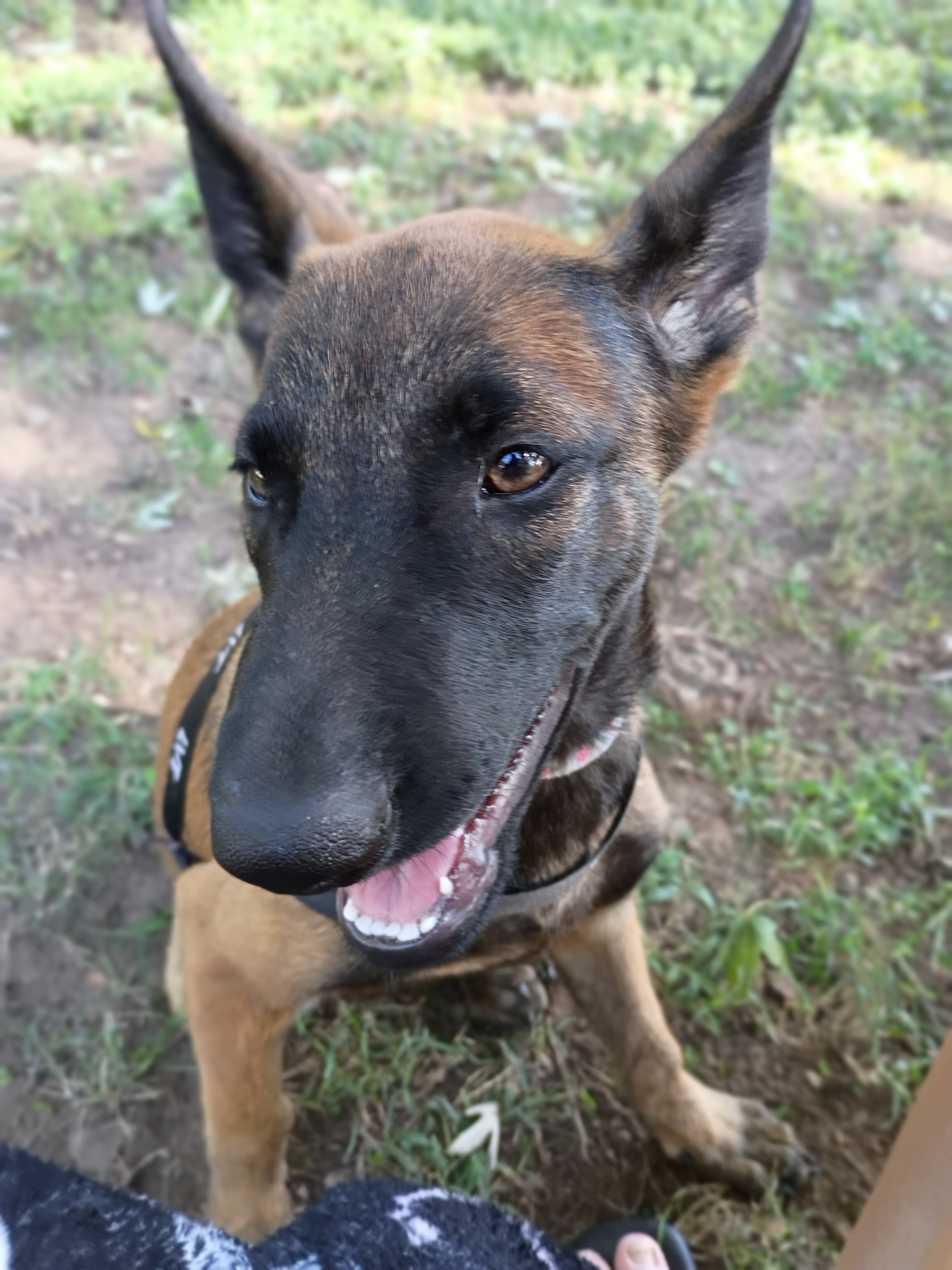 Trade Belgian Malinois puppy image 3