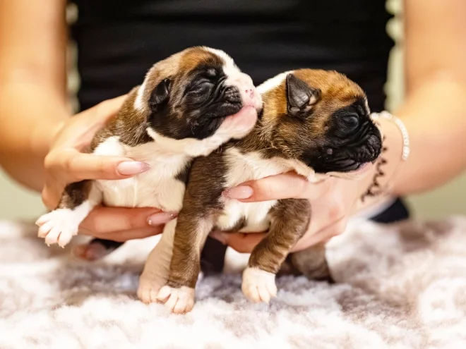 Boxer image 2