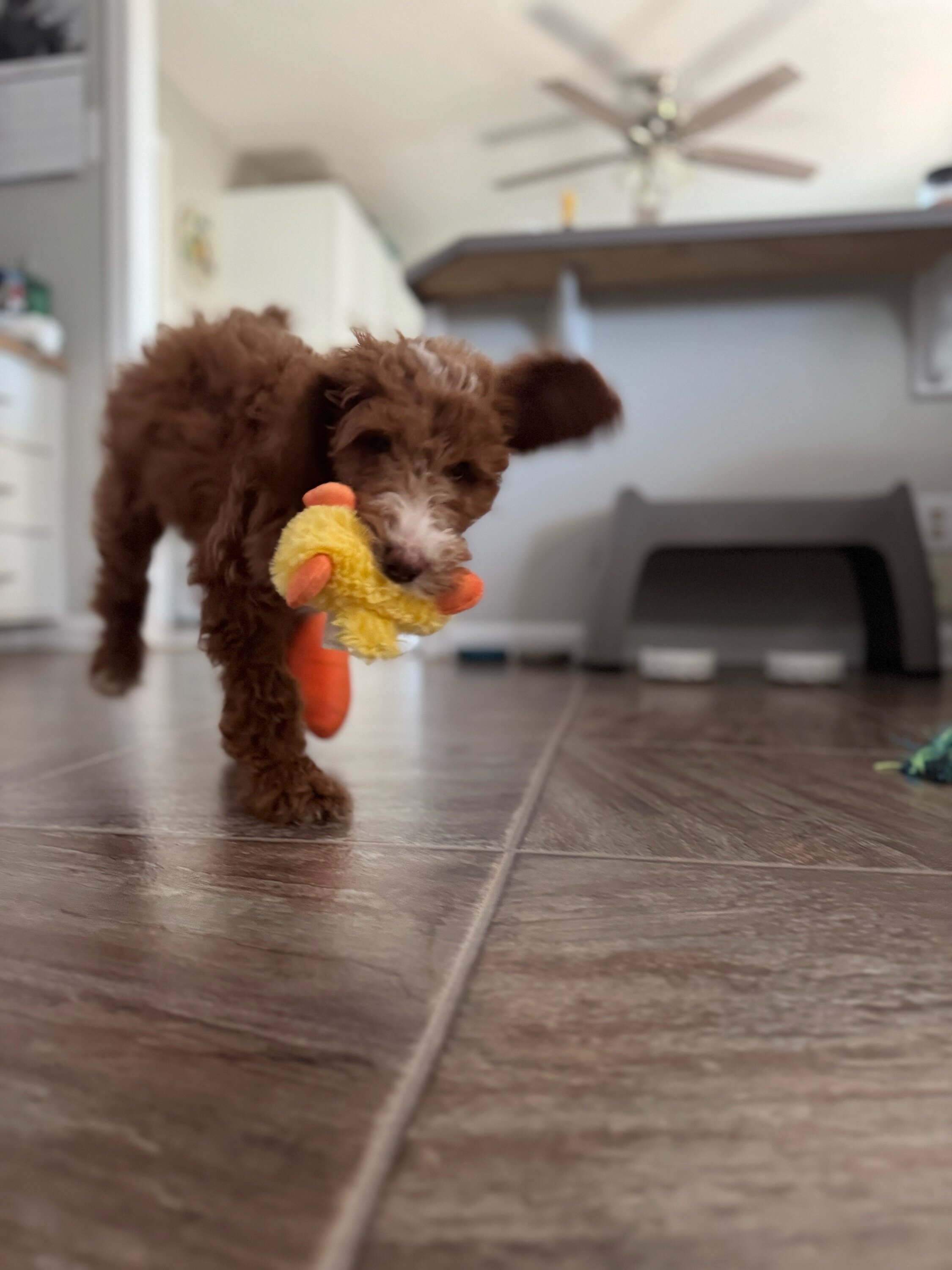 Beautiful Female Standard Poodle image 3