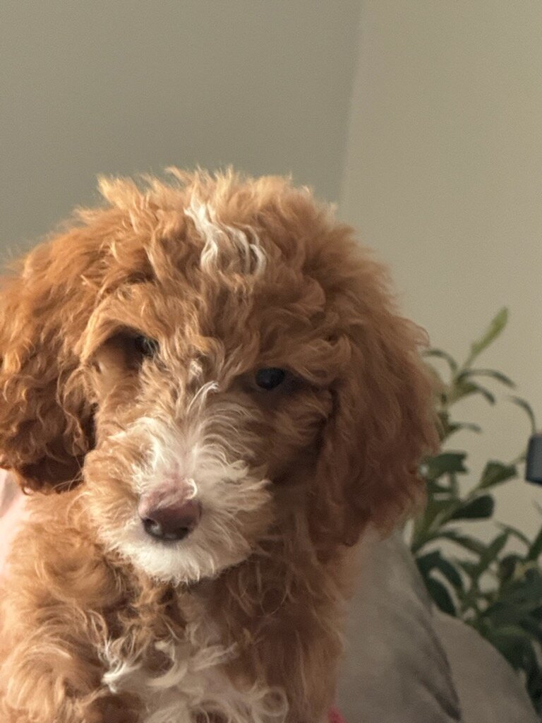 Beautiful Female Standard Poodle image 2