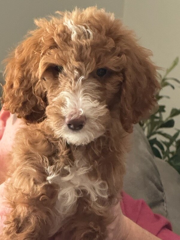 Beautiful Female Standard Poodle image 1