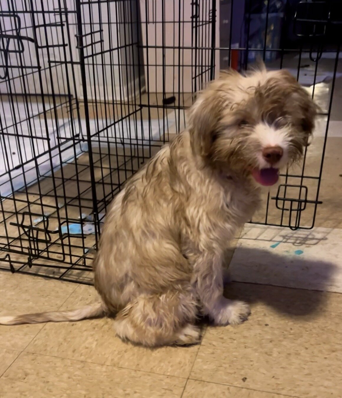 Shih Tzu mixed boy image 2