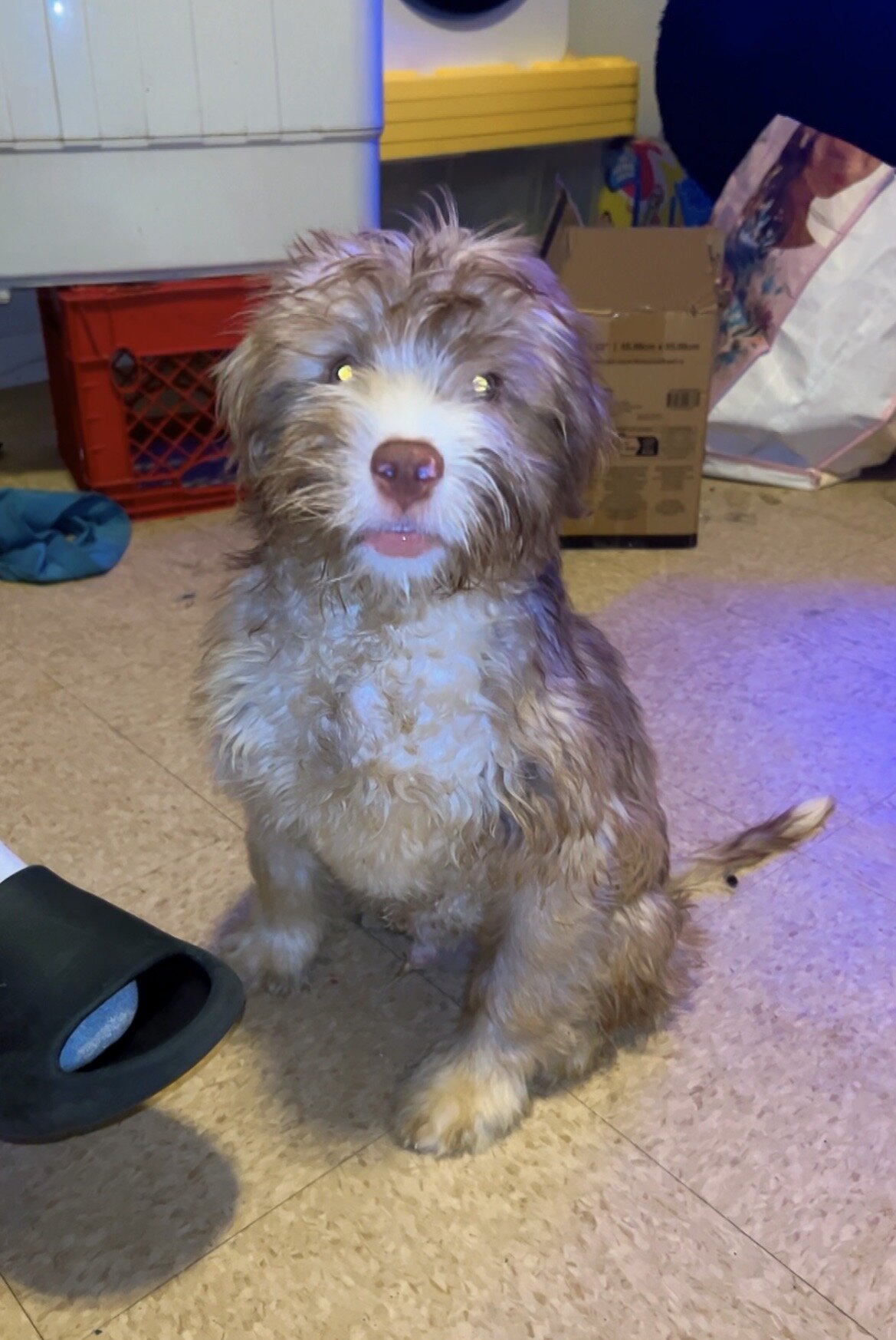 Shih Tzu mixed boy image 1