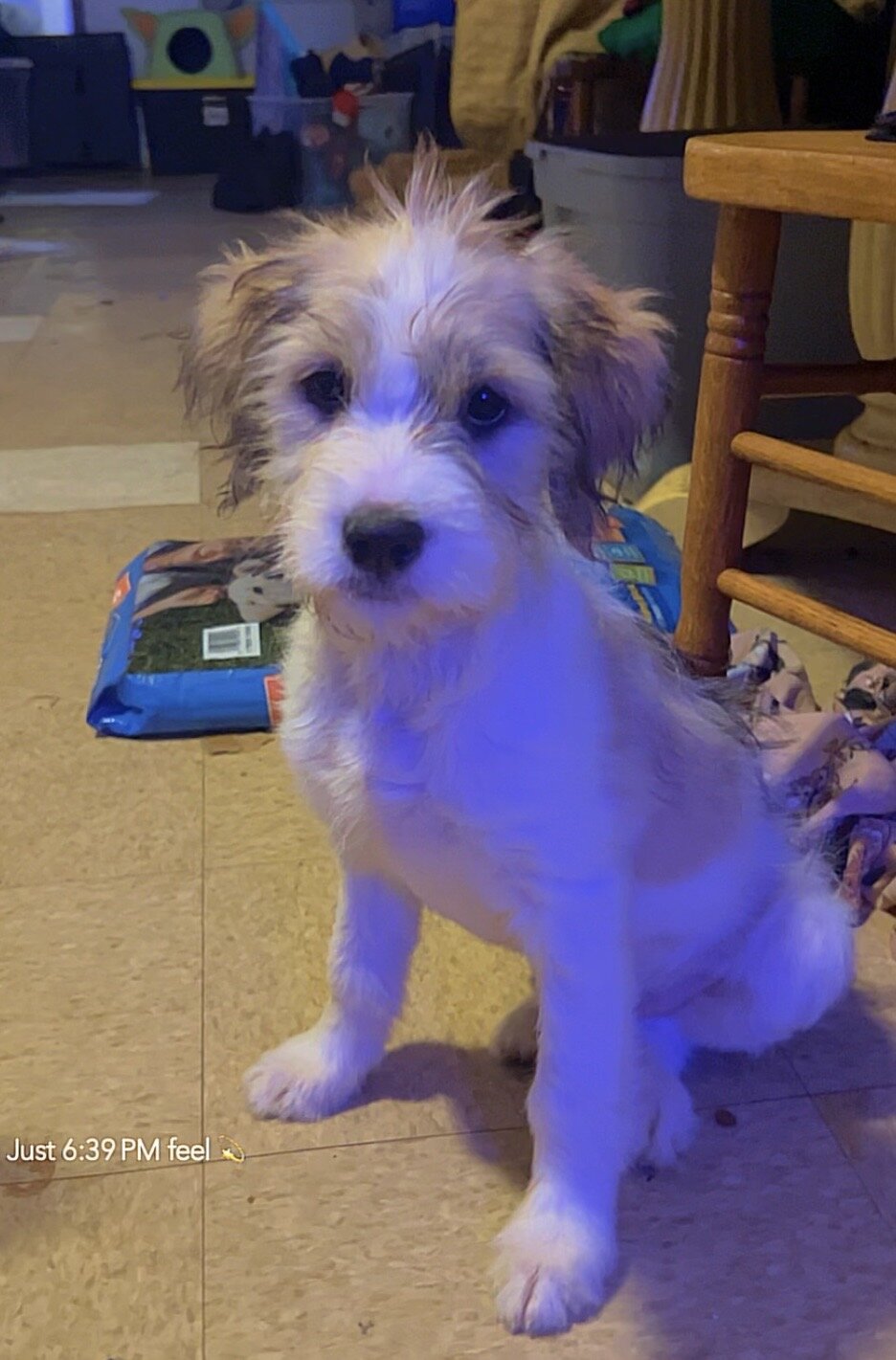 Shih Poo puppy image 3