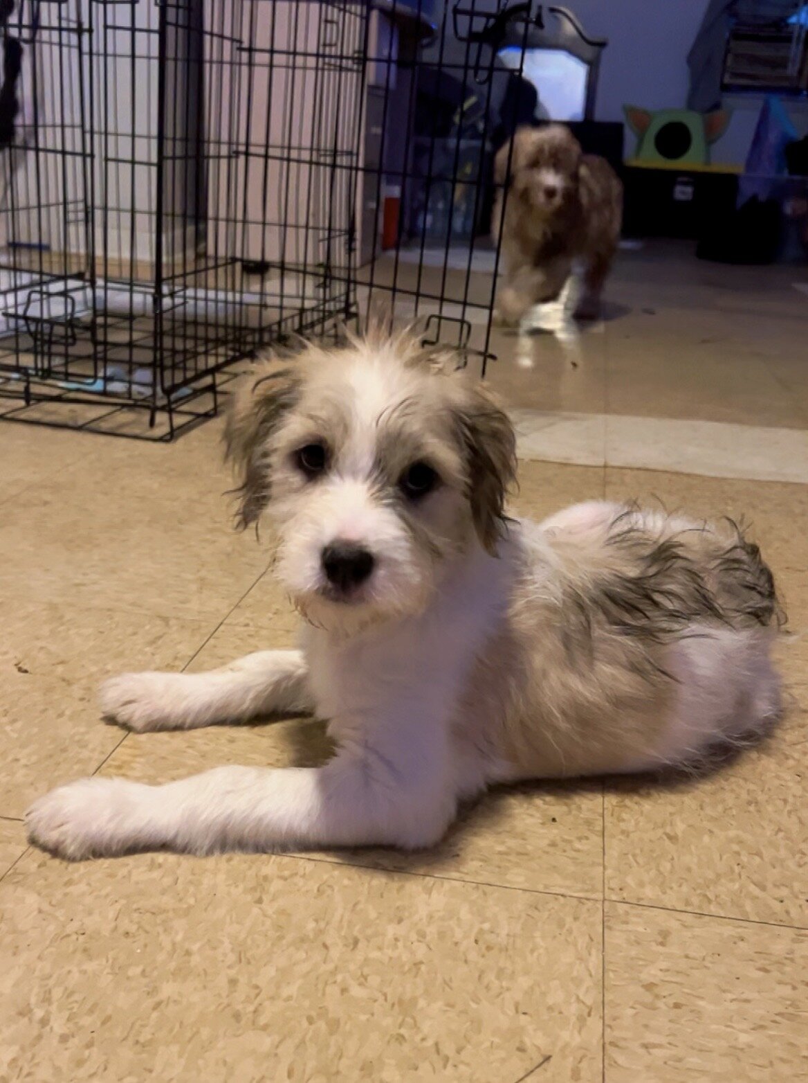 Shih Poo puppy image 2