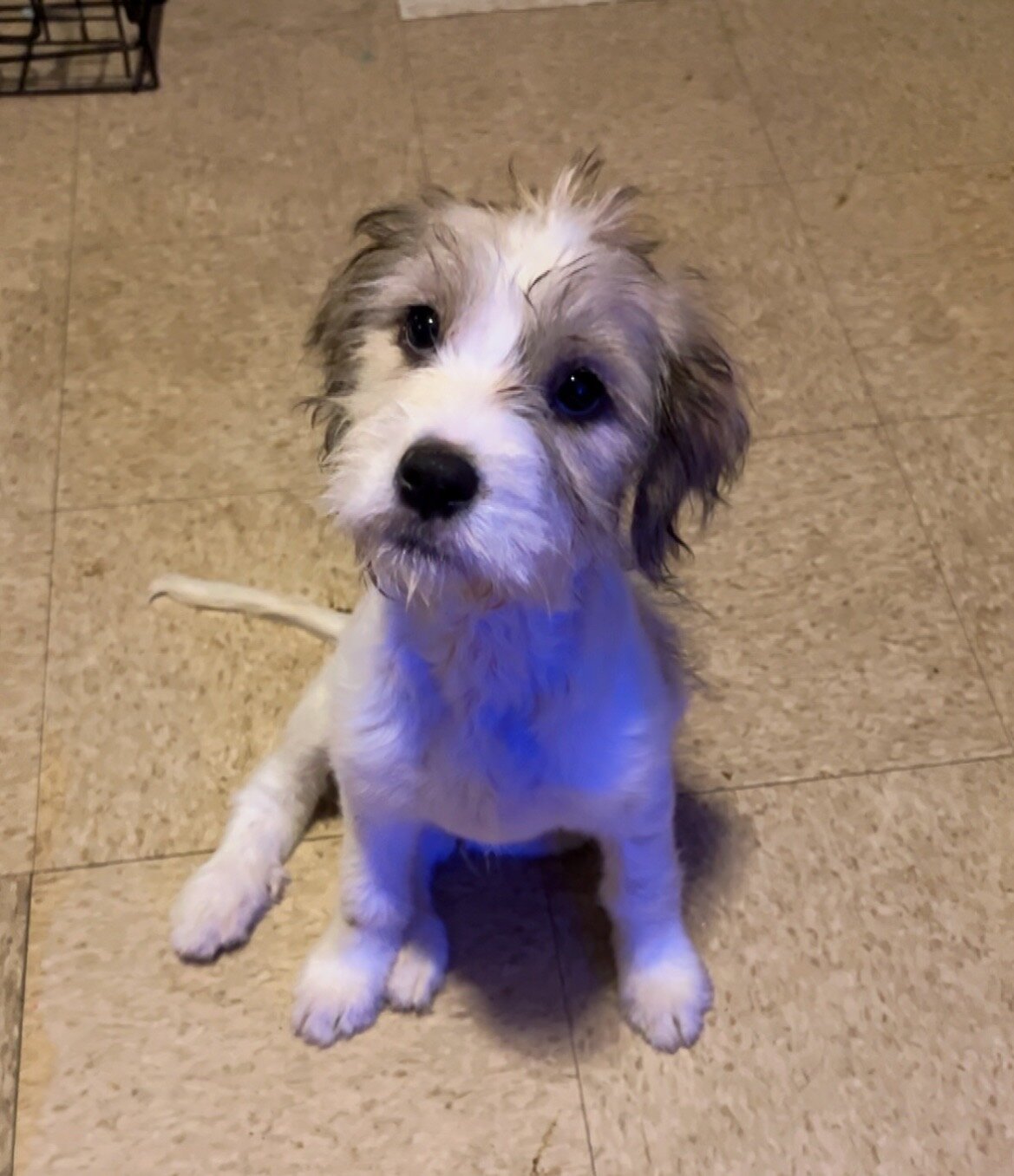 Shih Poo puppy image 1