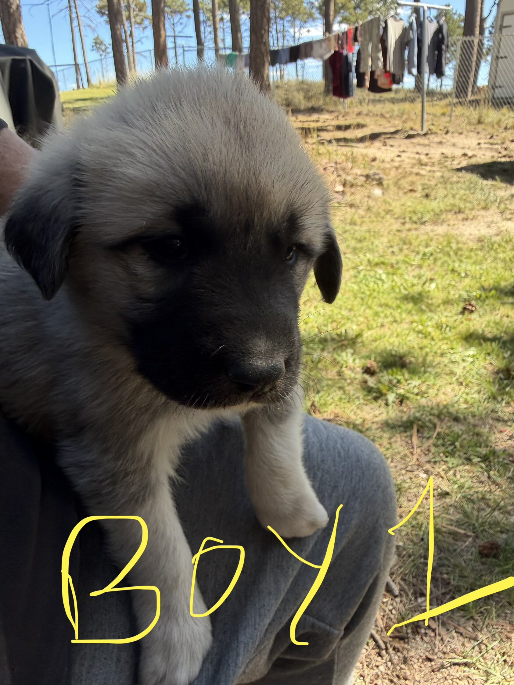 Anatolian Pyrenees Puppies image 8