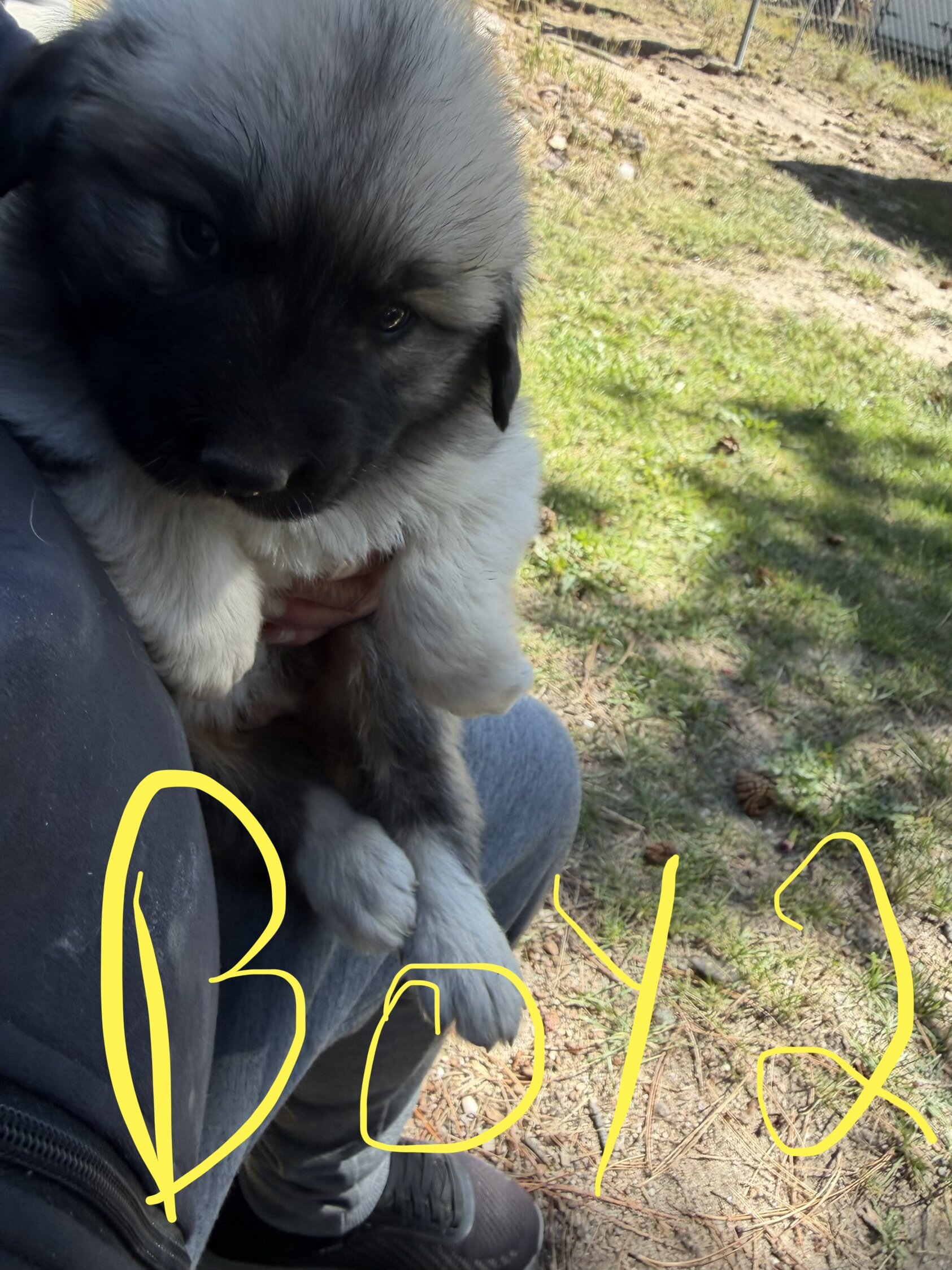 Anatolian Pyrenees Puppies image 7