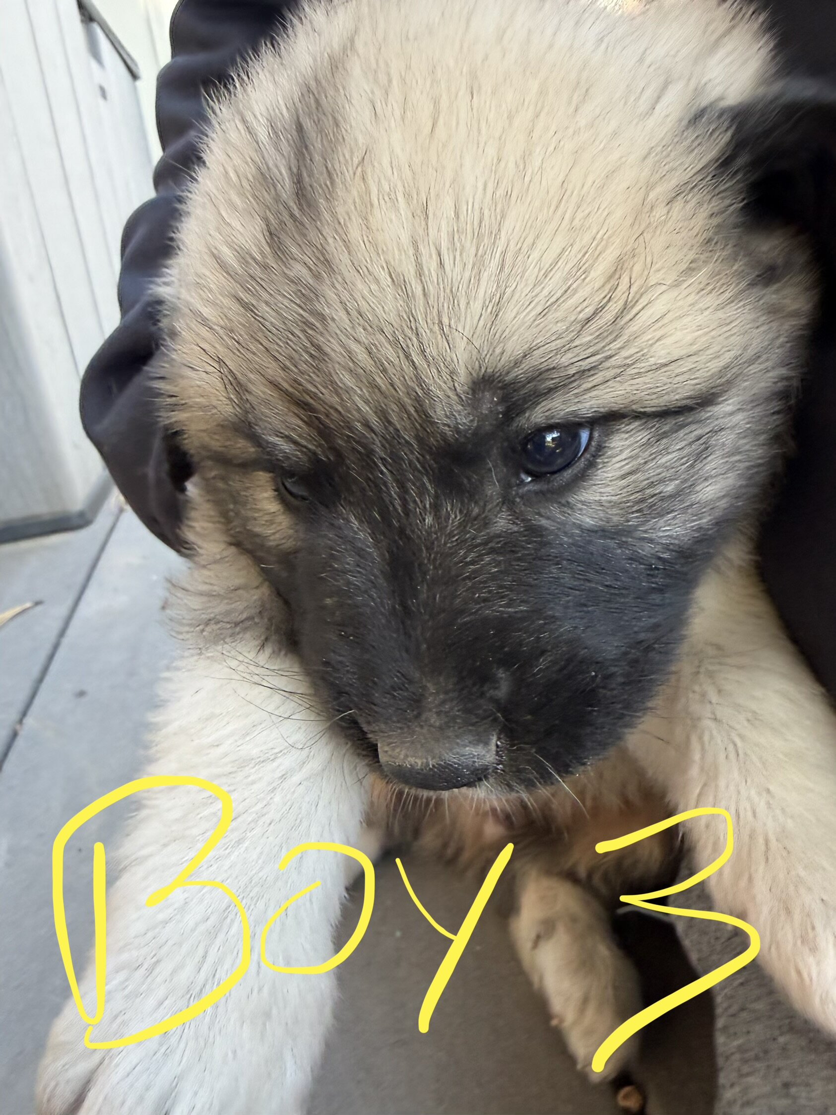 Anatolian Pyrenees Puppies image 6