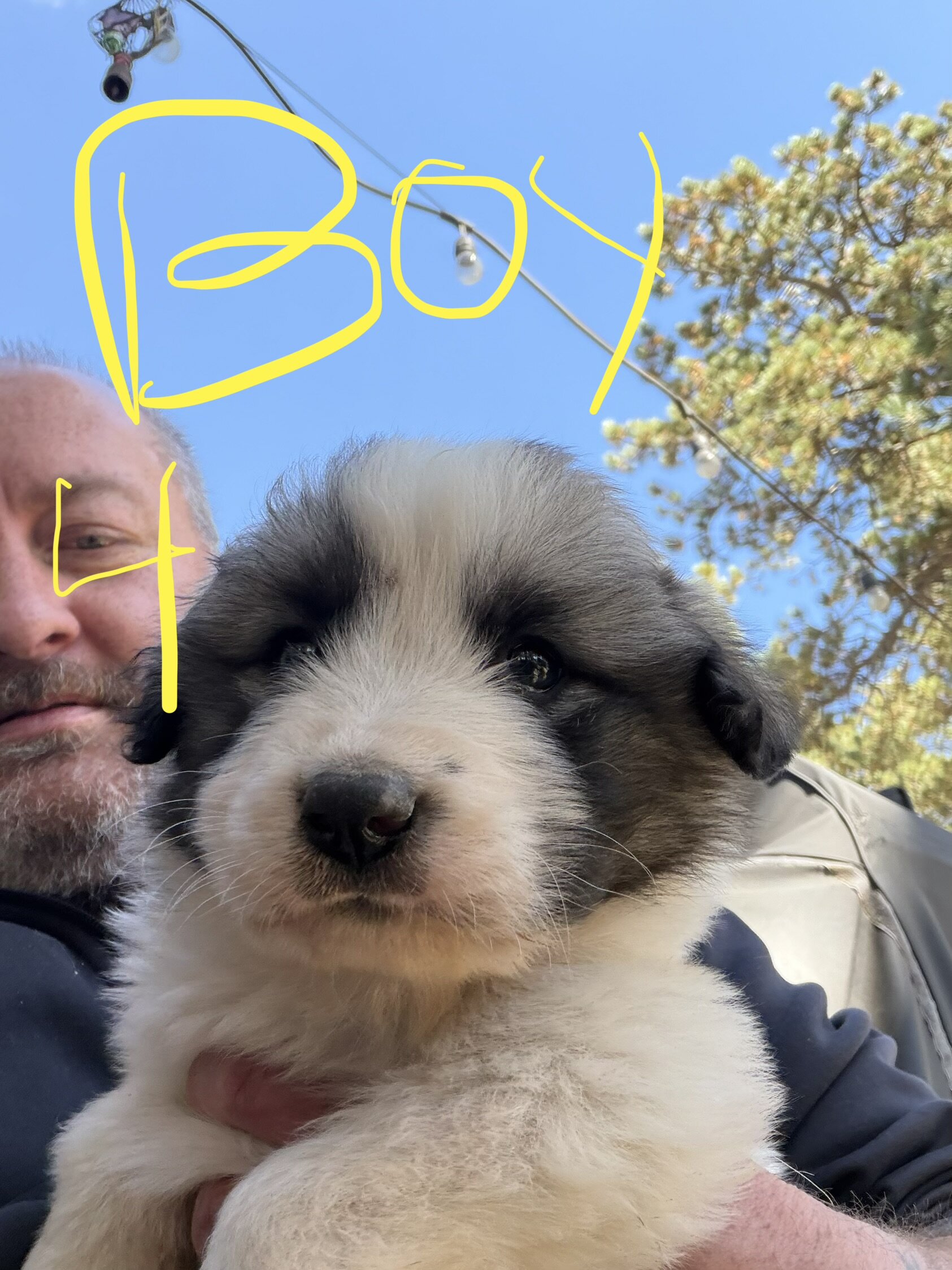 Anatolian Pyrenees Puppies image 5