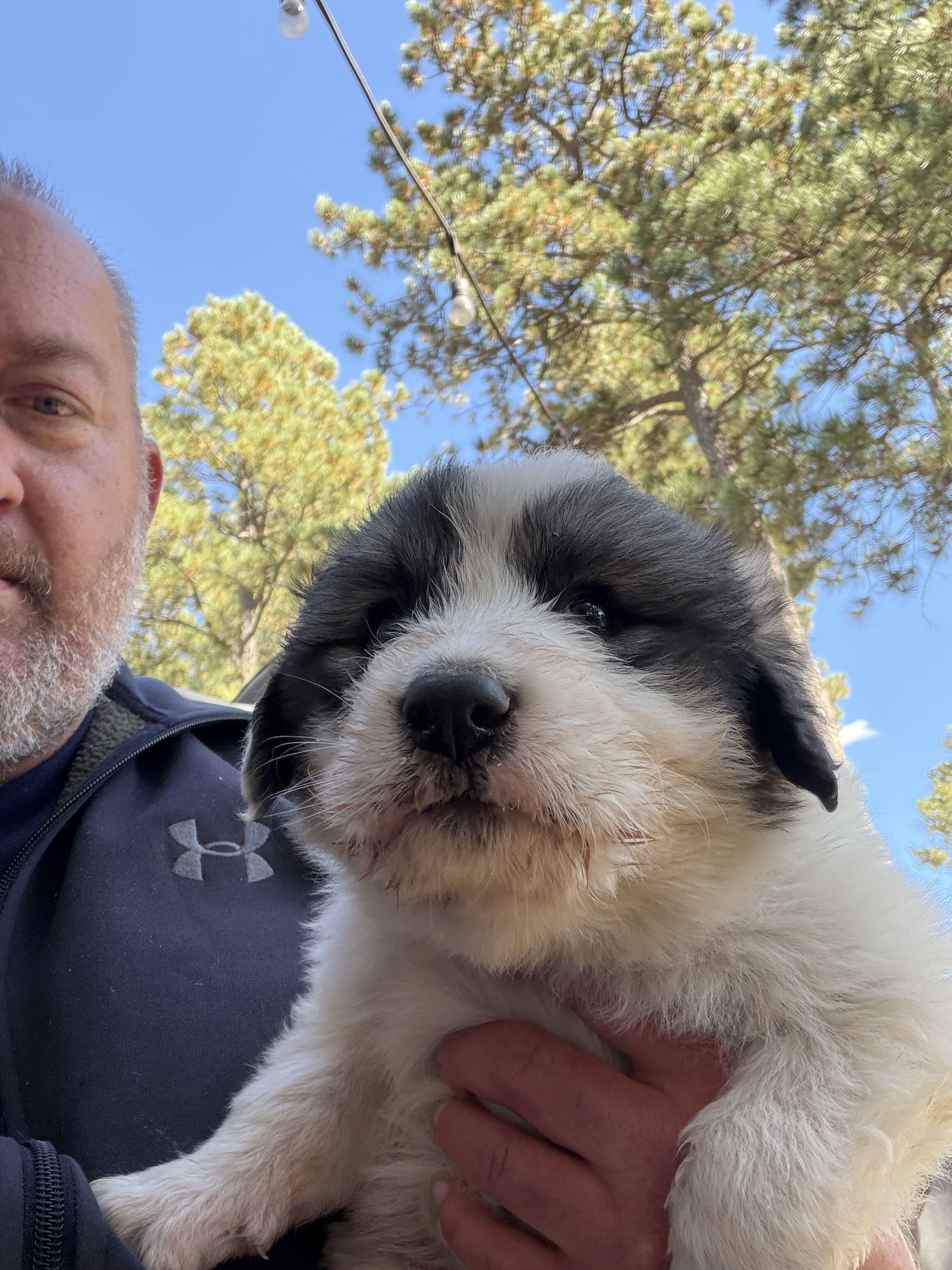 Anatolian Pyrenees Puppies image 7