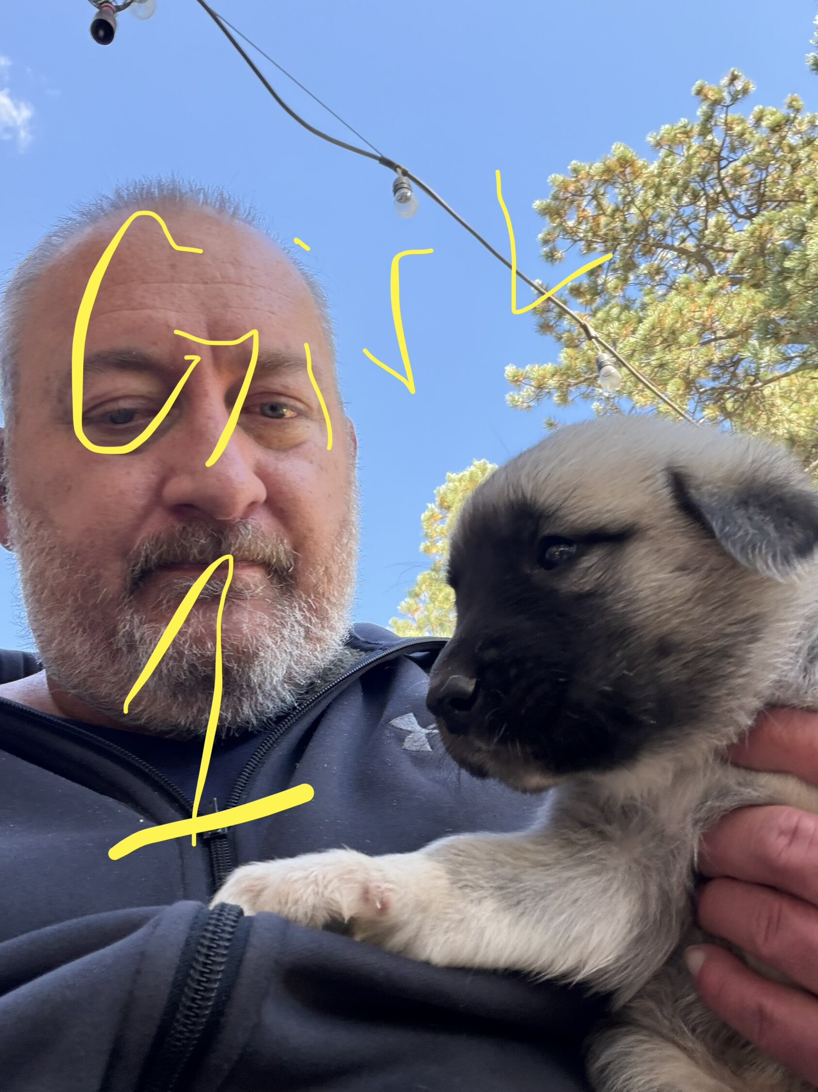 Anatolian Pyrenees Puppies image 4