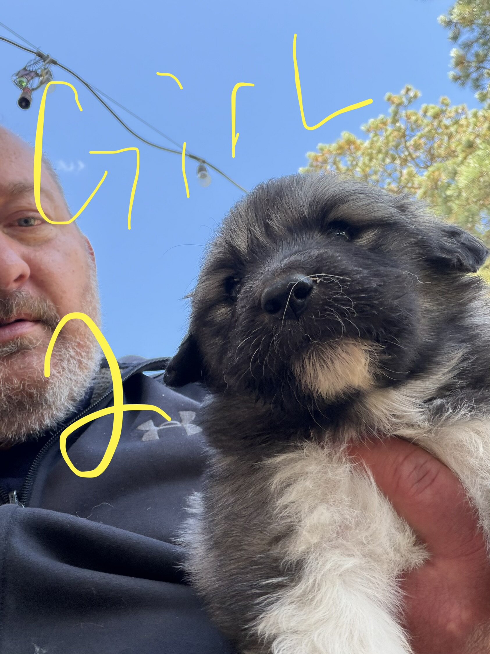 Anatolian Pyrenees Puppies image 3