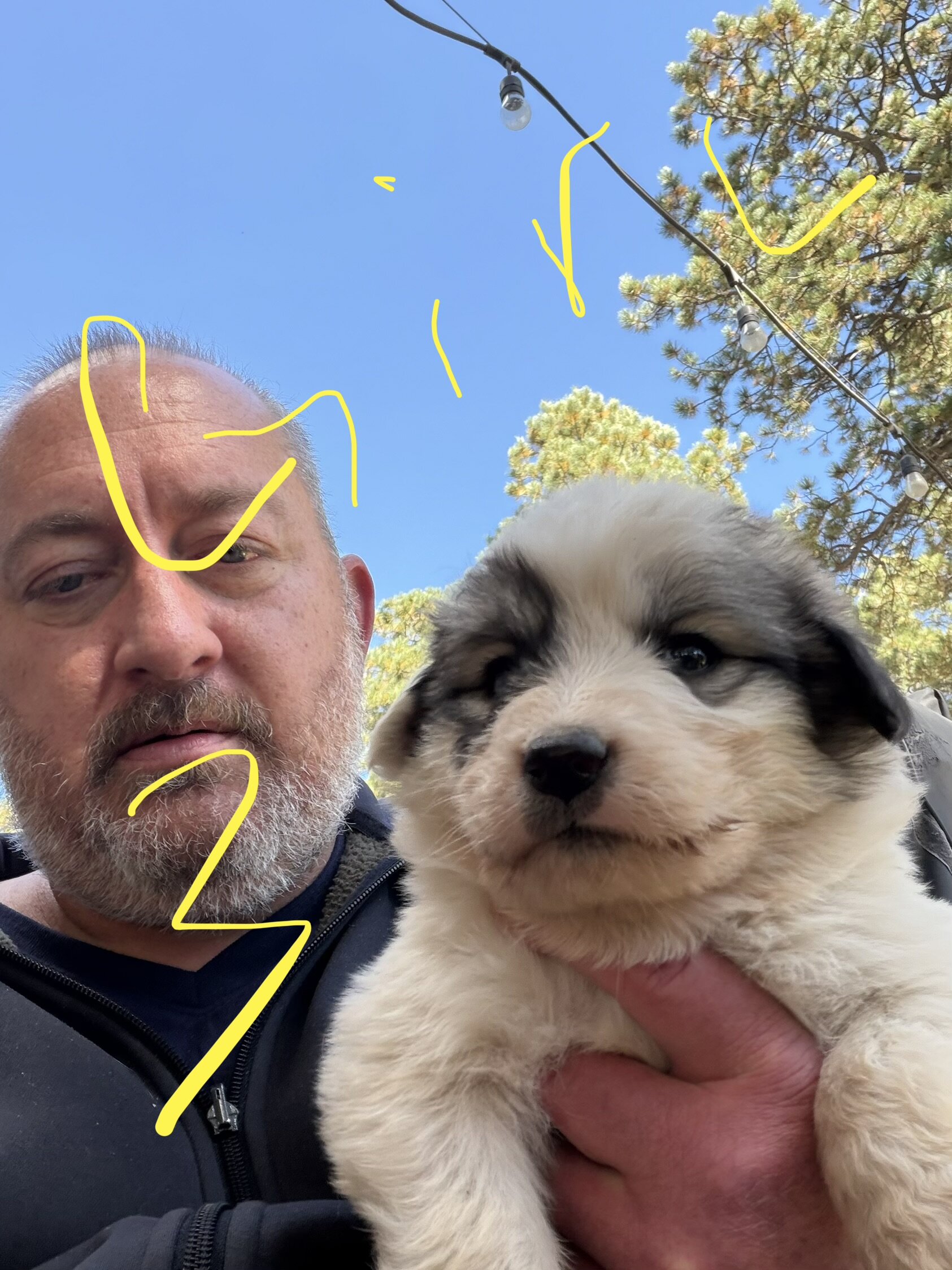 Anatolian Pyrenees Puppies image 2