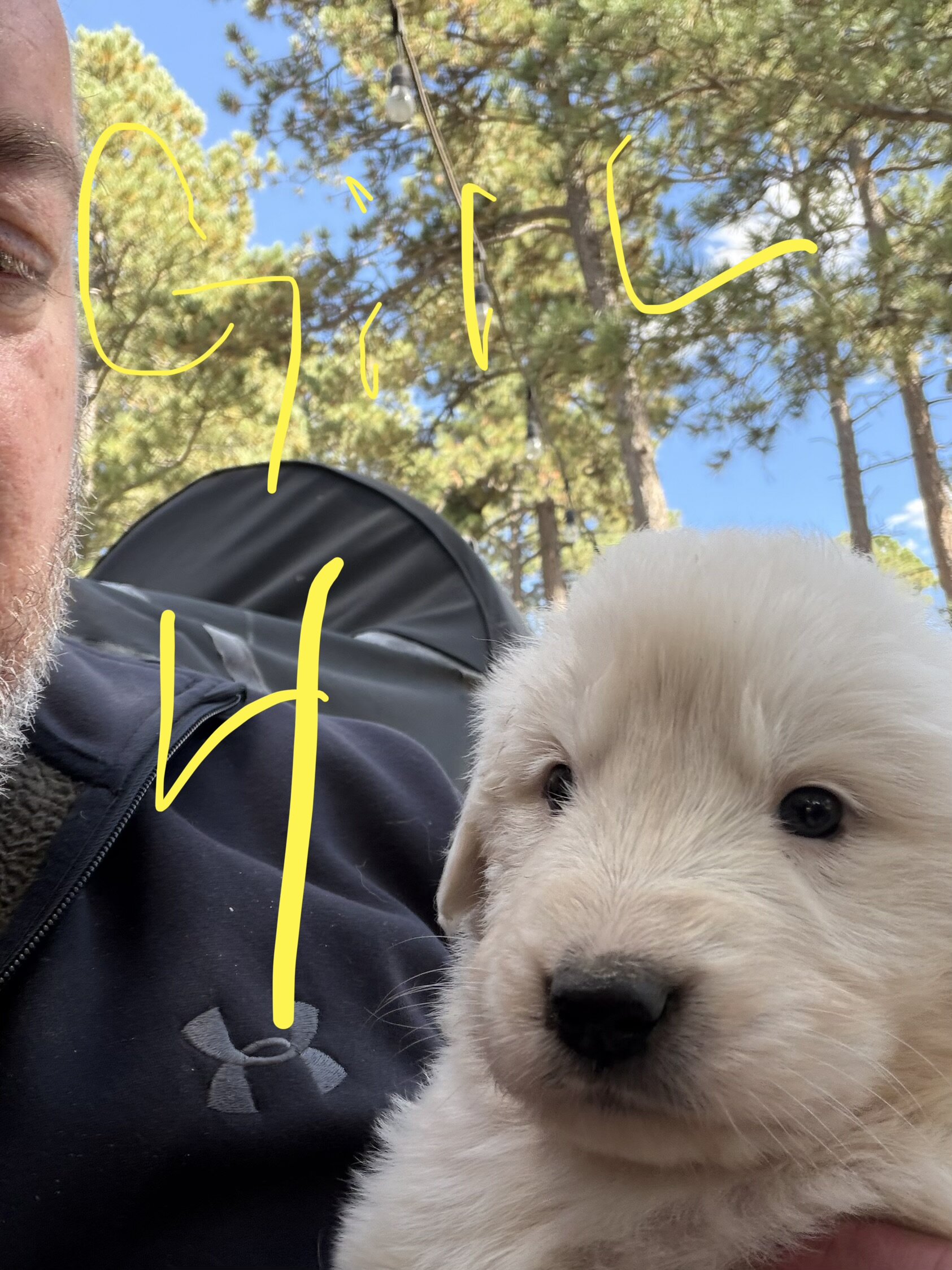Anatolian Pyrenees Puppies image 1