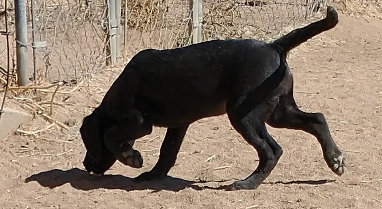 AKC Labrador puppy image 2