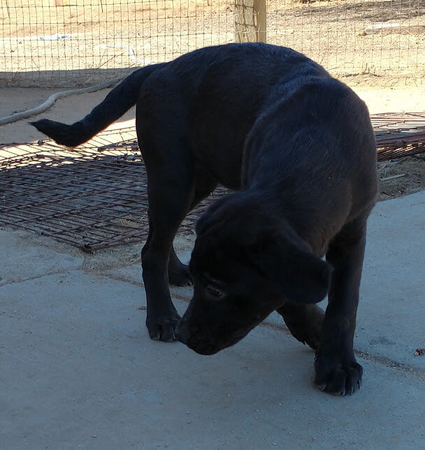 AKC Labrador puppy image 3