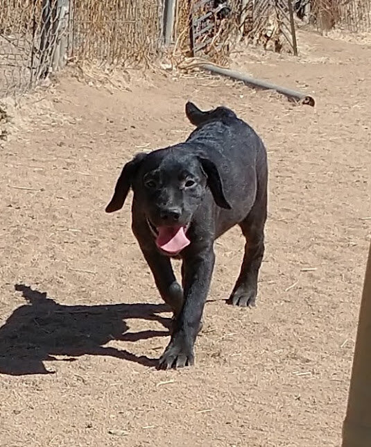 AKC Labrador puppy image 1