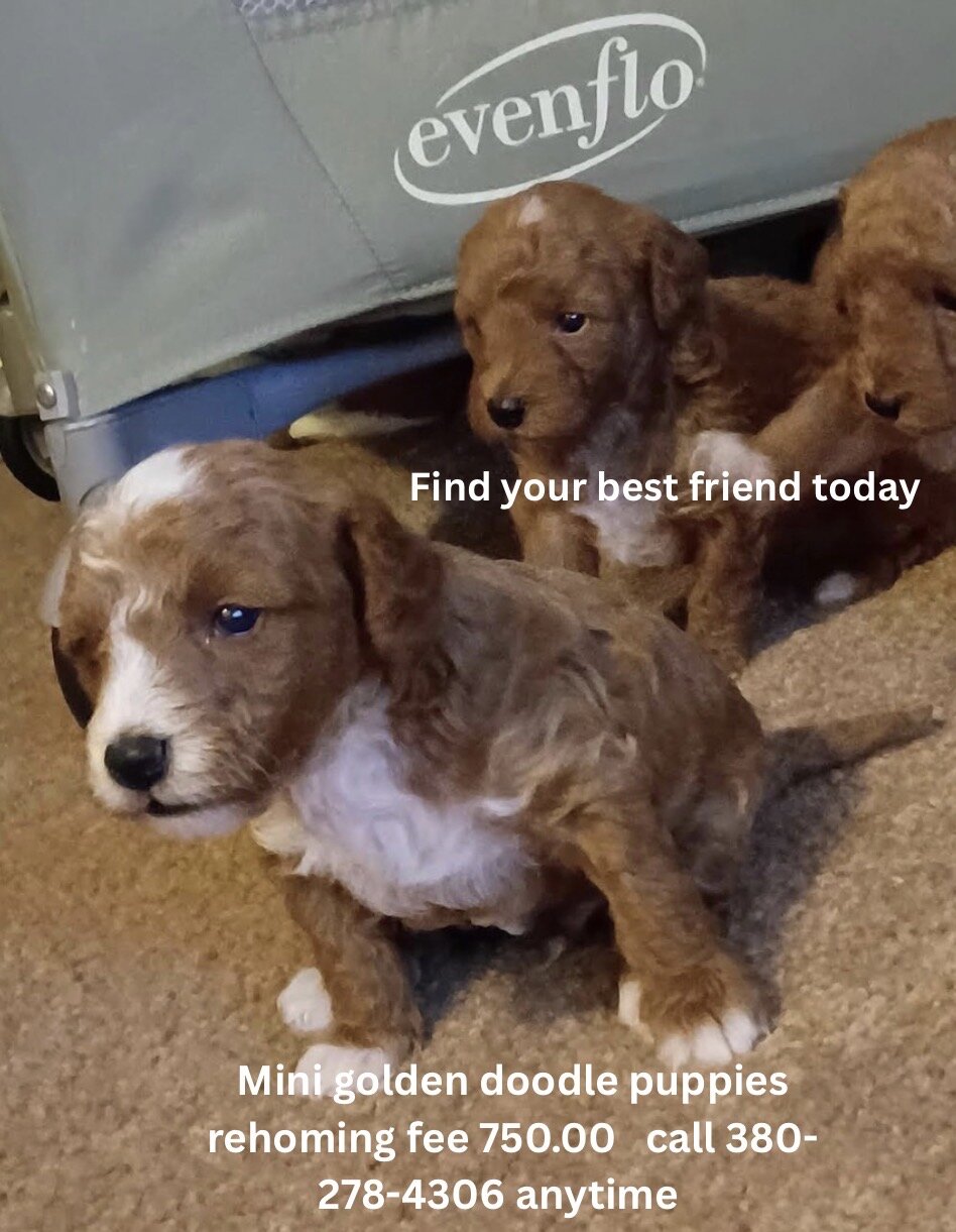Puppies image 1