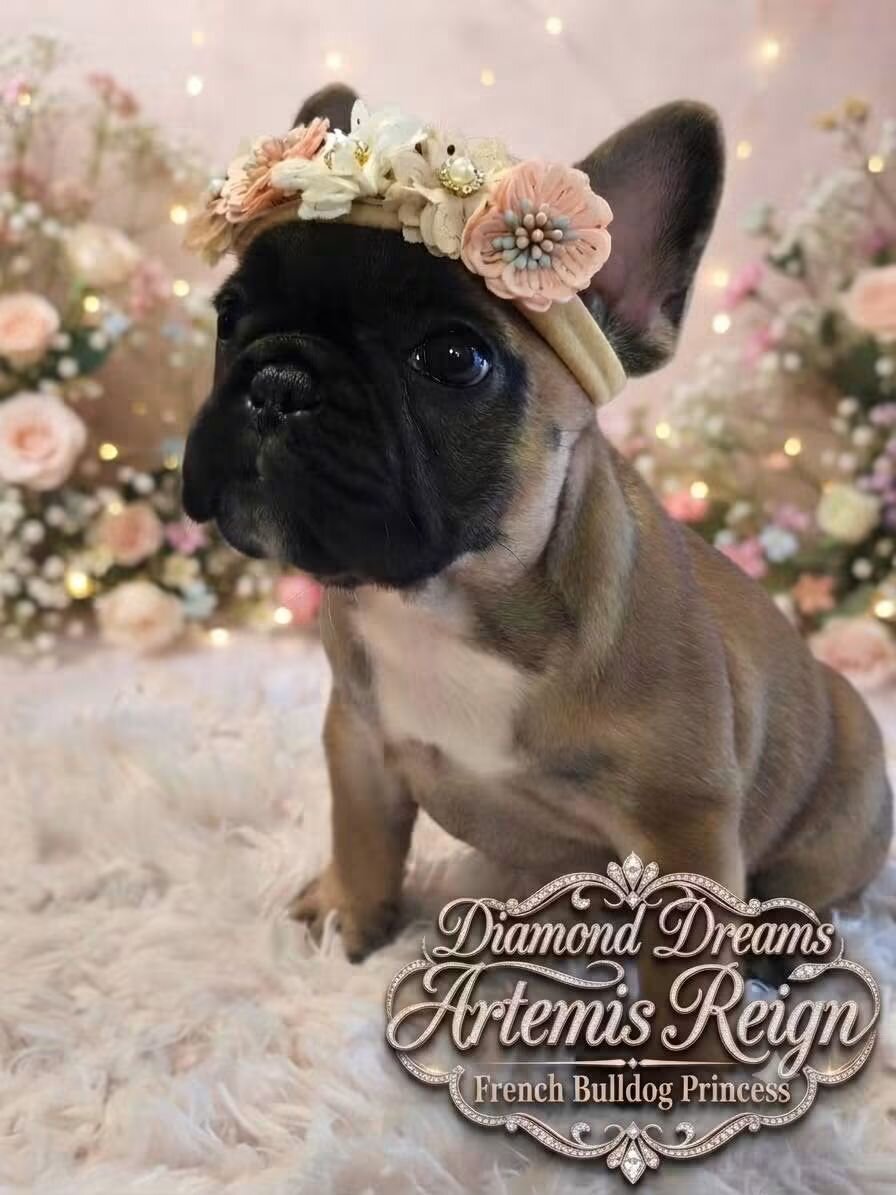 AKC French Bulldogs image 2