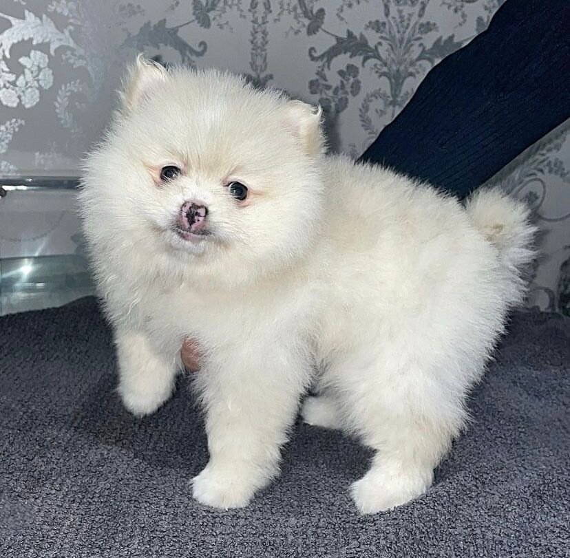 10 Weeks Old Pomeranian Puppy for adoption image 2
