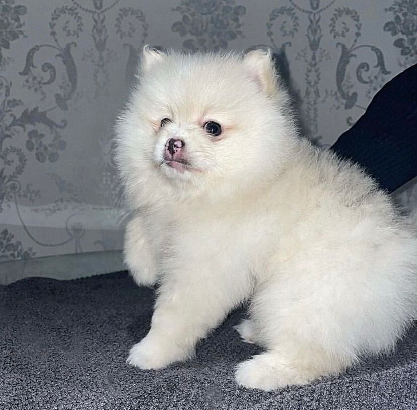 10 Weeks Old Pomeranian Puppy for adoption image 3