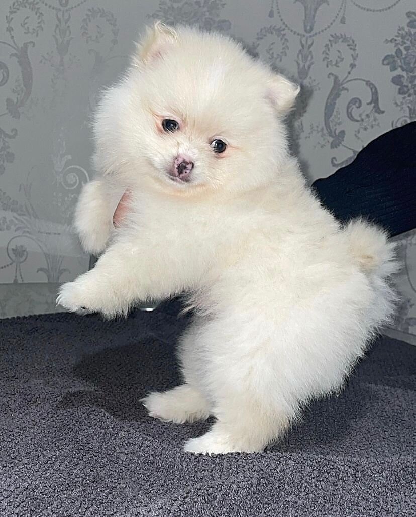10 Weeks Old Pomeranian Puppy for adoption image 1
